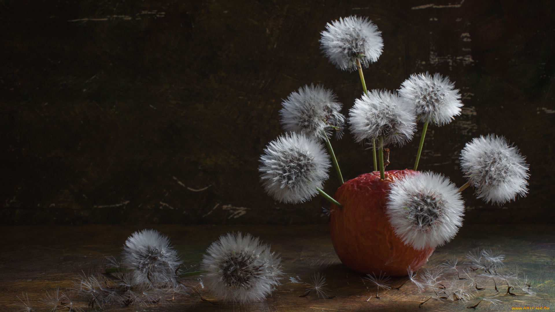 цветы, одуванчики, фон, боке