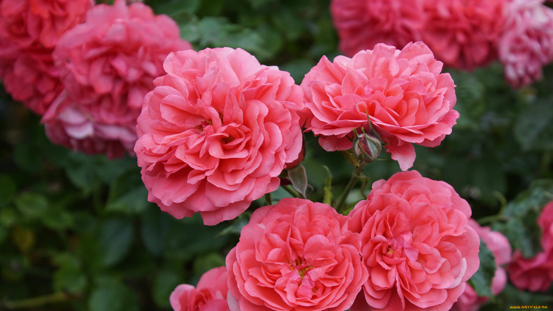 цветы, розы, бутон, макро, пестрая, роза