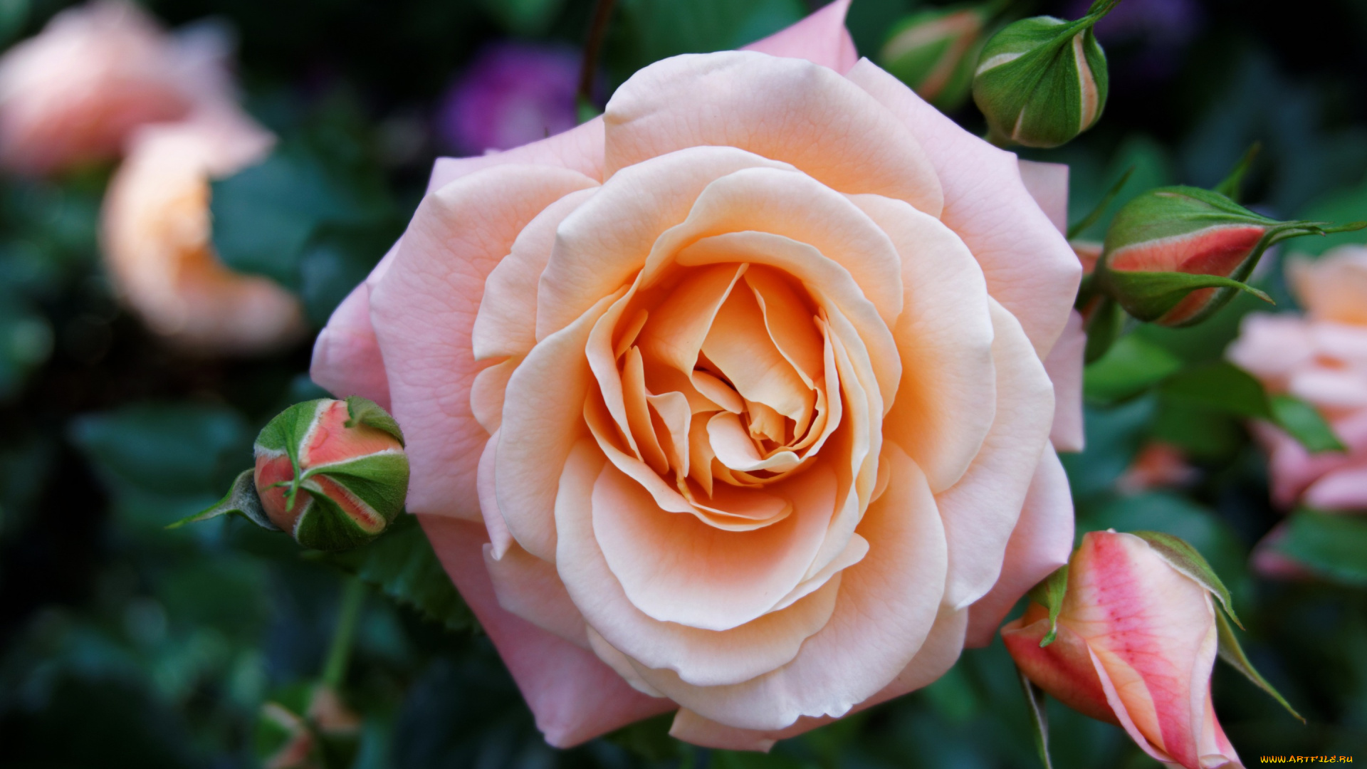 цветы, розы, бутон, нежная, сад, цветок, роза, листья, лепестки, розовая, куст, лето