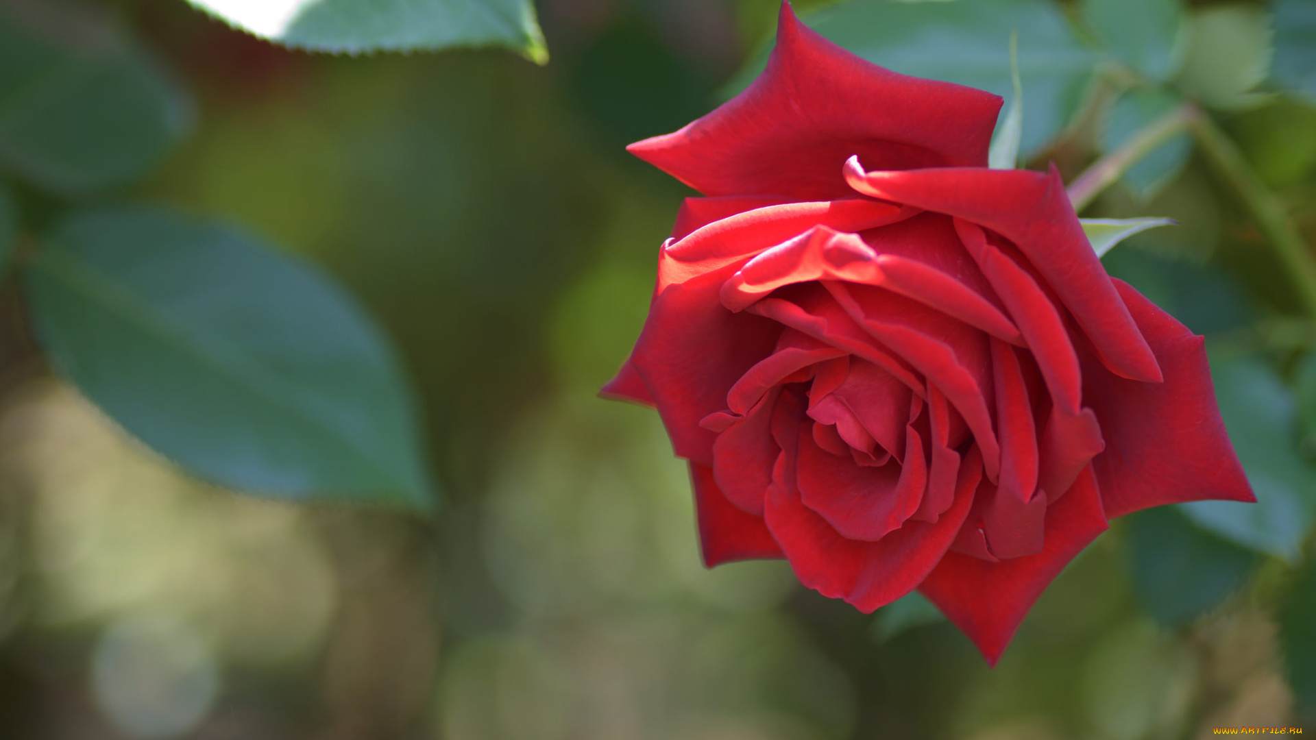 цветы, розы, цвет, лепестки, цветение, роза