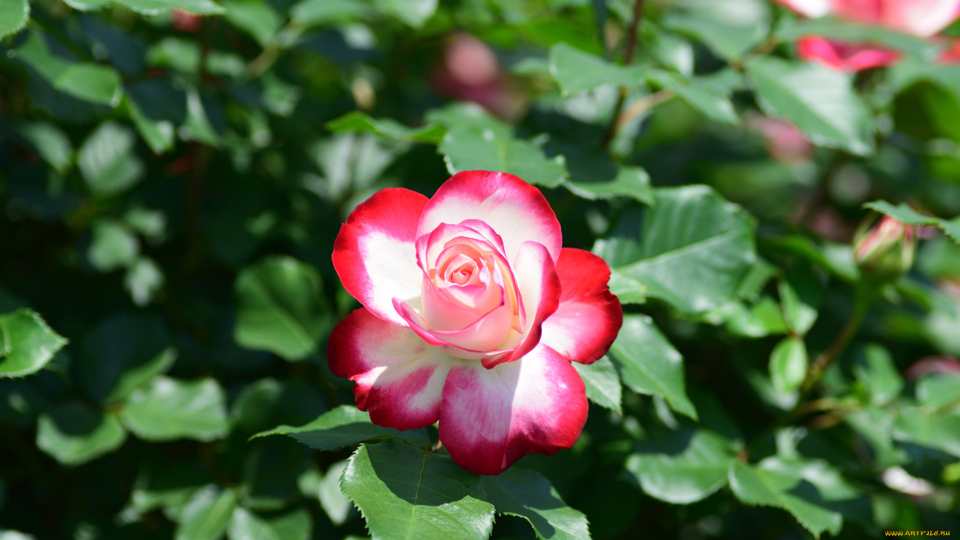 цветы, розы, макро, пестрая, роза, бутон