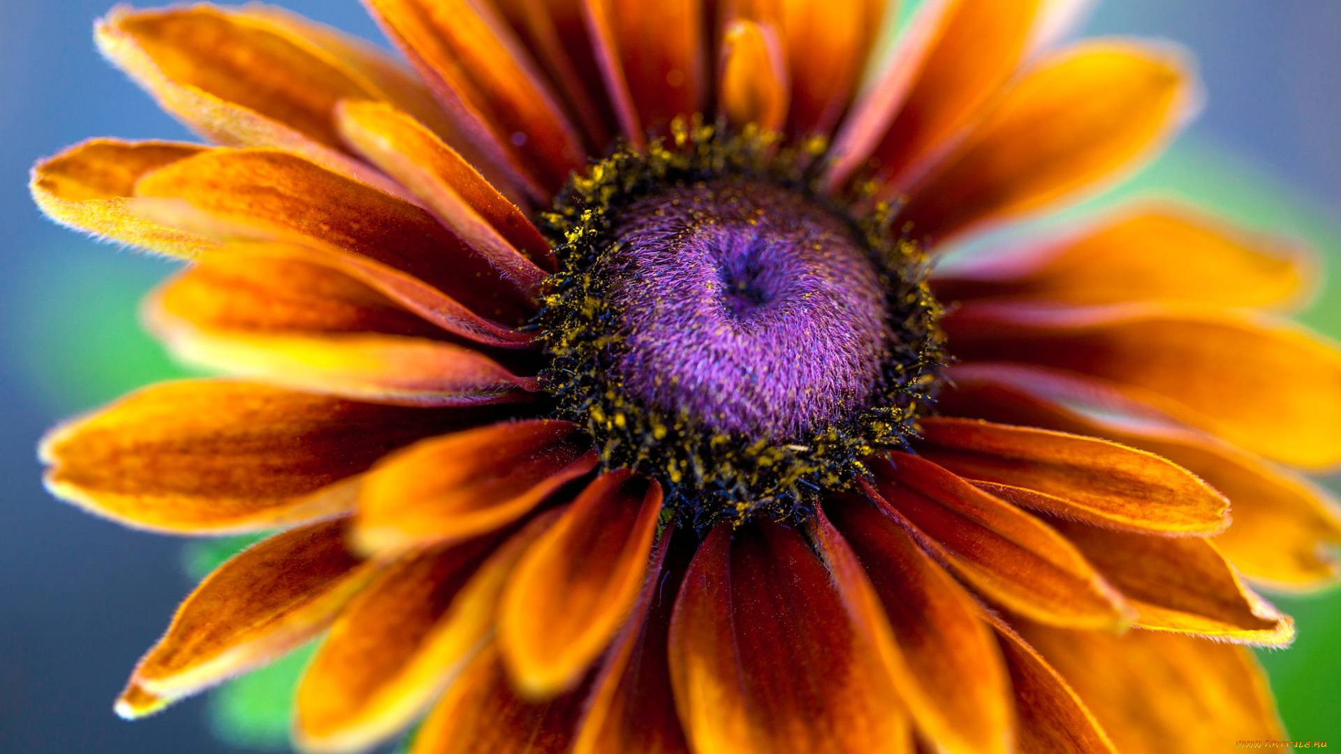 цветы, рудбекия, цветок, эхинацея, лепестки, тычинки, макро