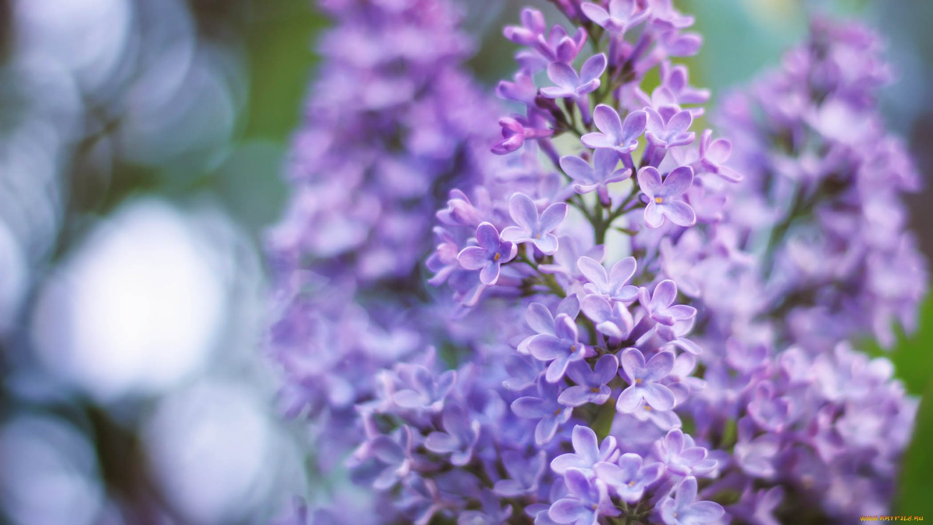 цветы, сирень, лепестки, цвет, цветение