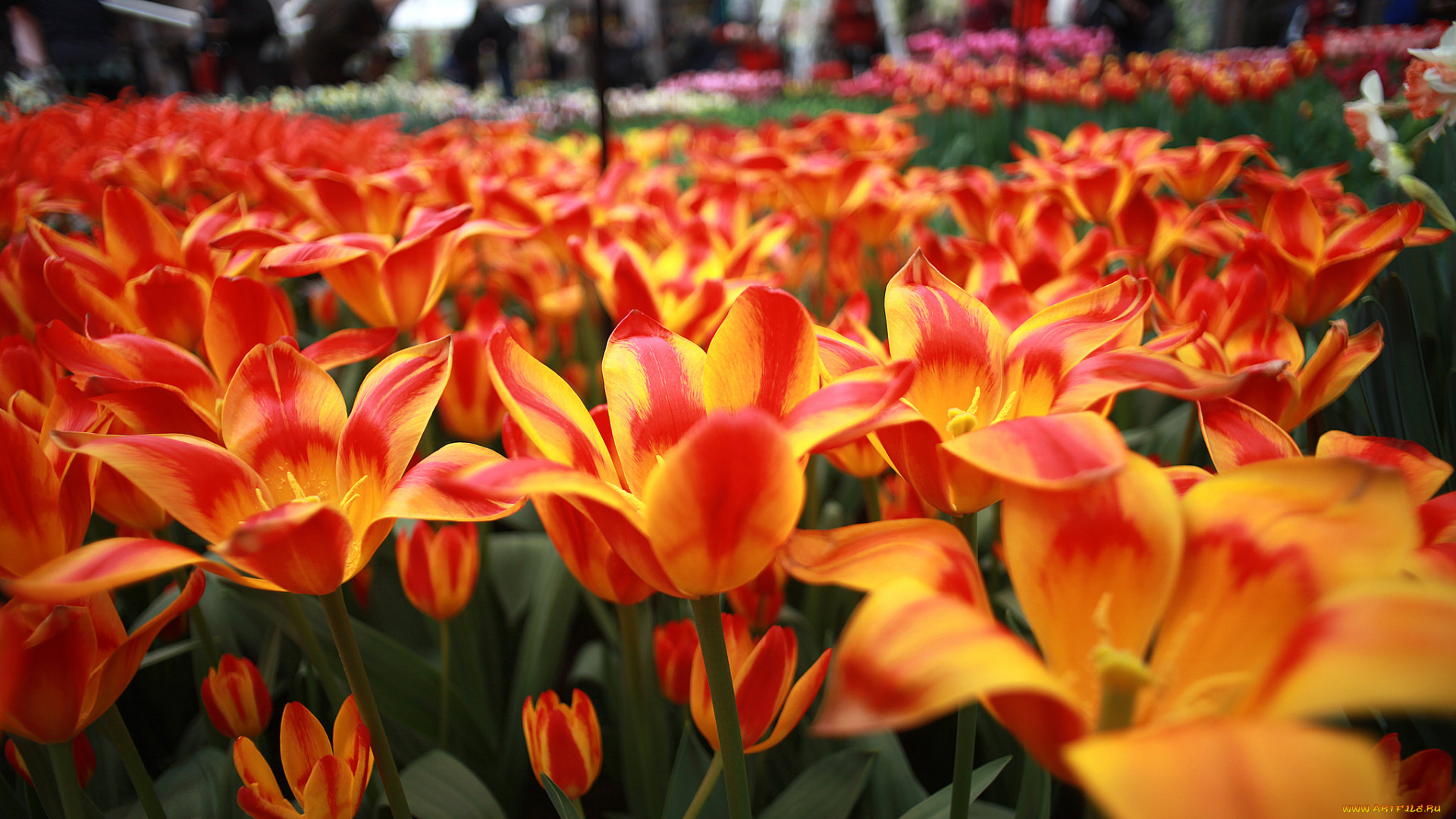 цветы, тюльпаны, цвет, цветение