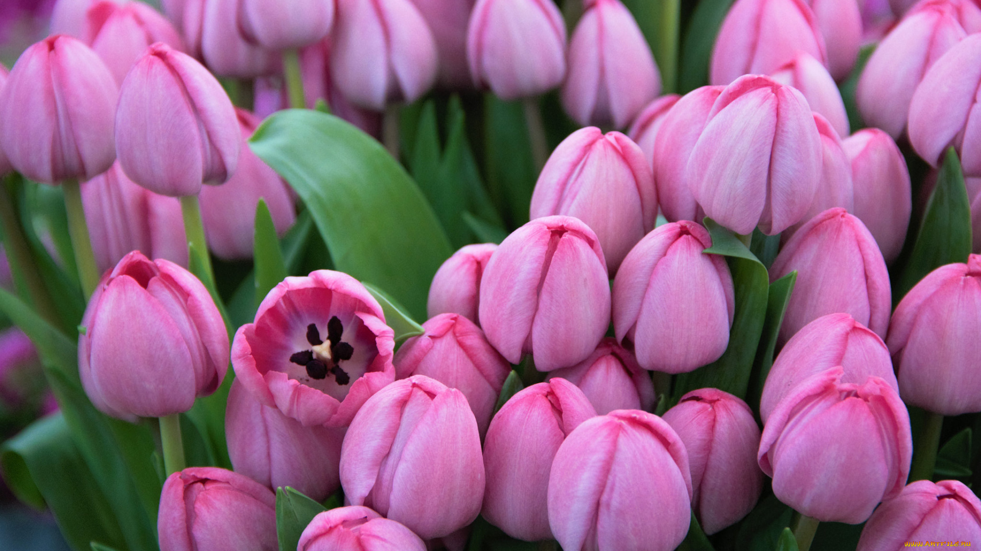 цветы, тюльпаны, цветение, цвет