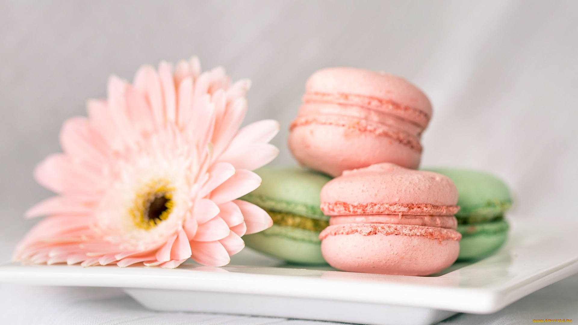 еда, макаруны, гербера, пирожные