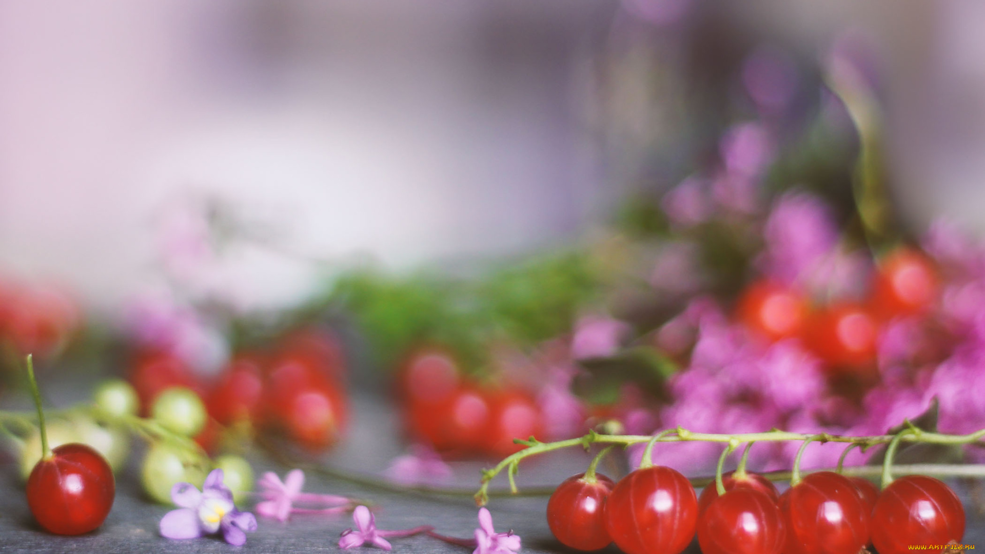 еда, смородина, кислая, сочная, ягода