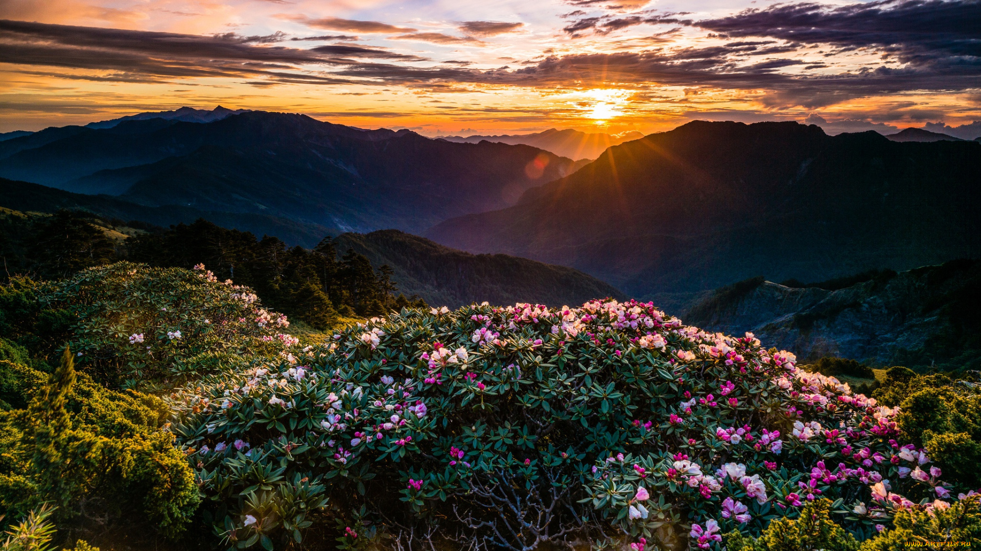 природа, горы, весна, лучи, кусты, небо, закат, пейзаж, сказка, цветы, рододендроны, вечер, дымка, цветение, сумерки, холмы, солнце, облака