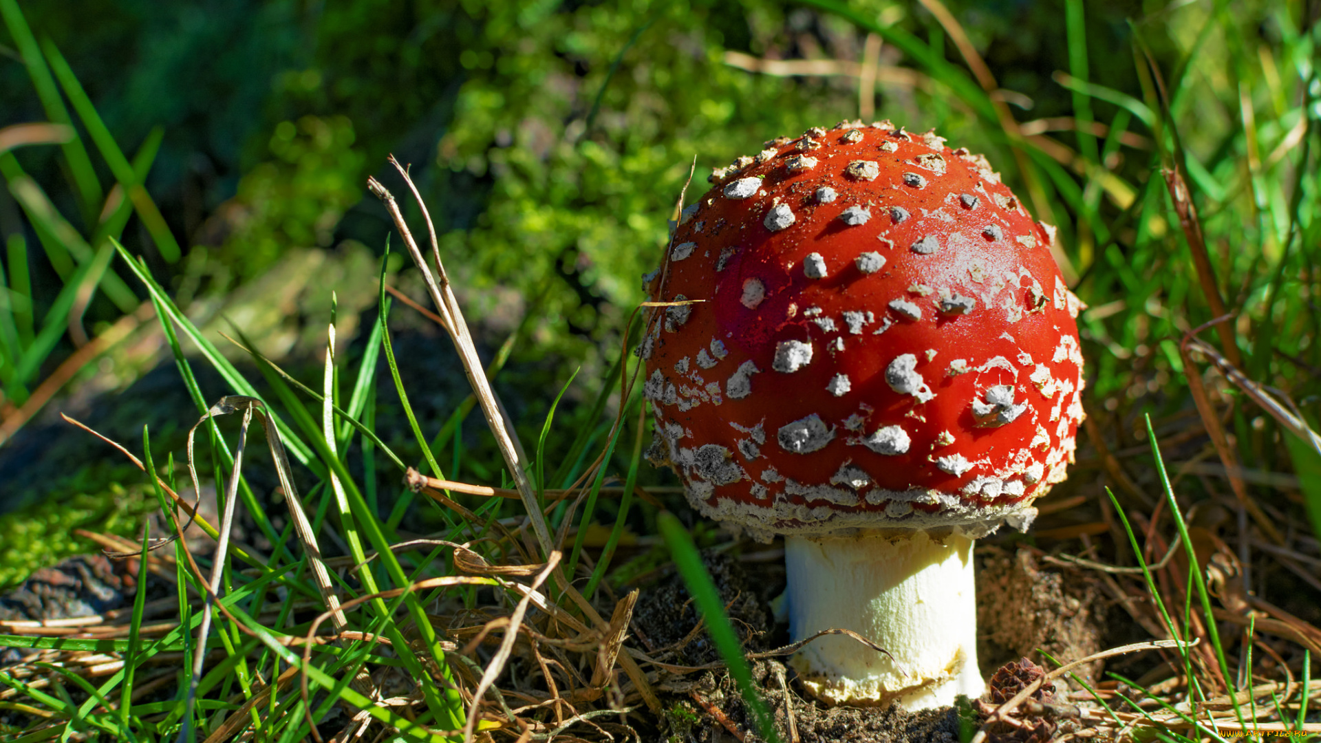 природа, грибы, , мухомор, грибок
