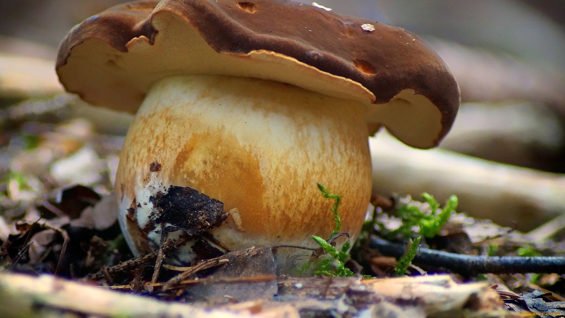 природа, грибы, боровик