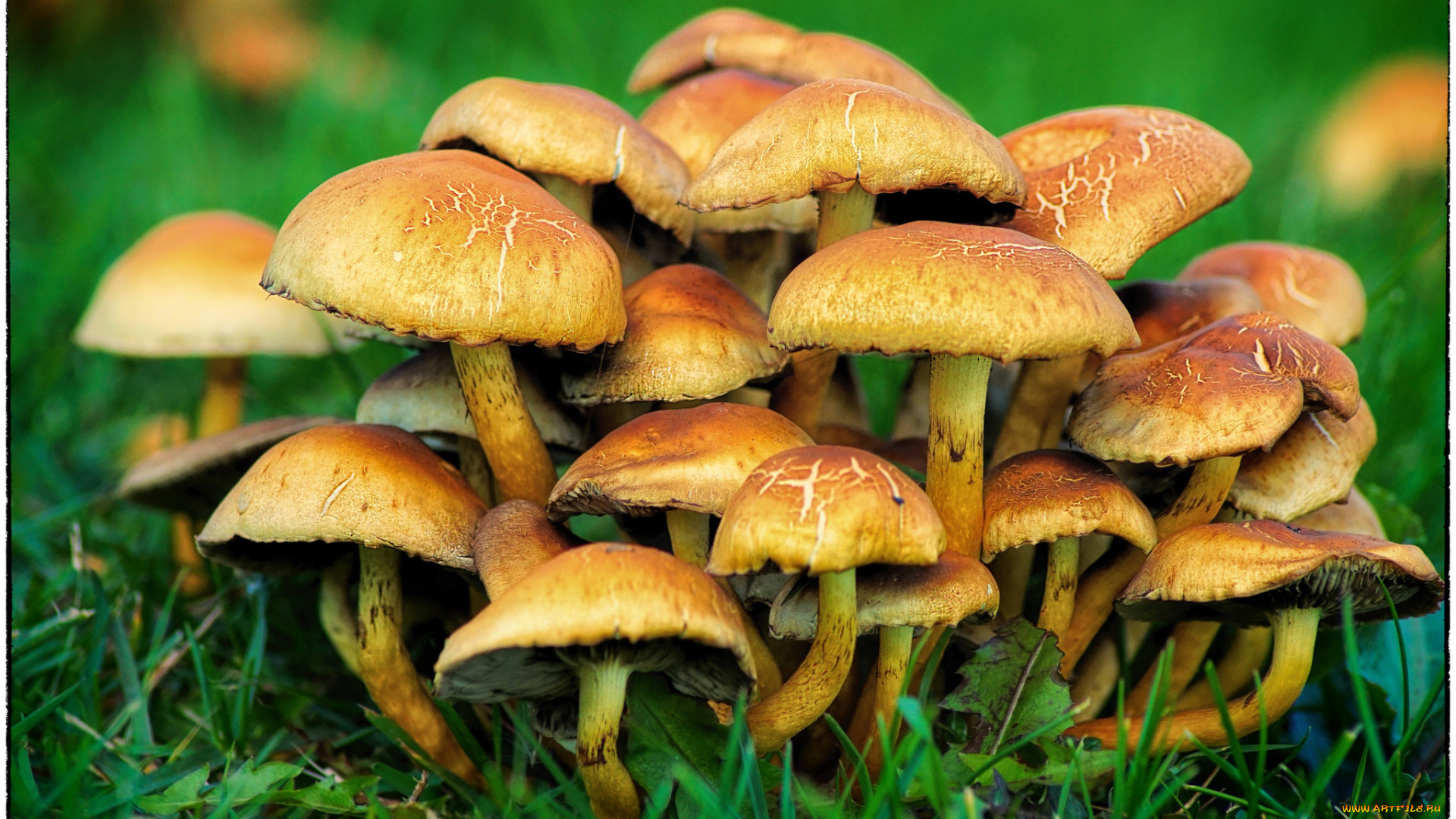 природа, грибы, опята