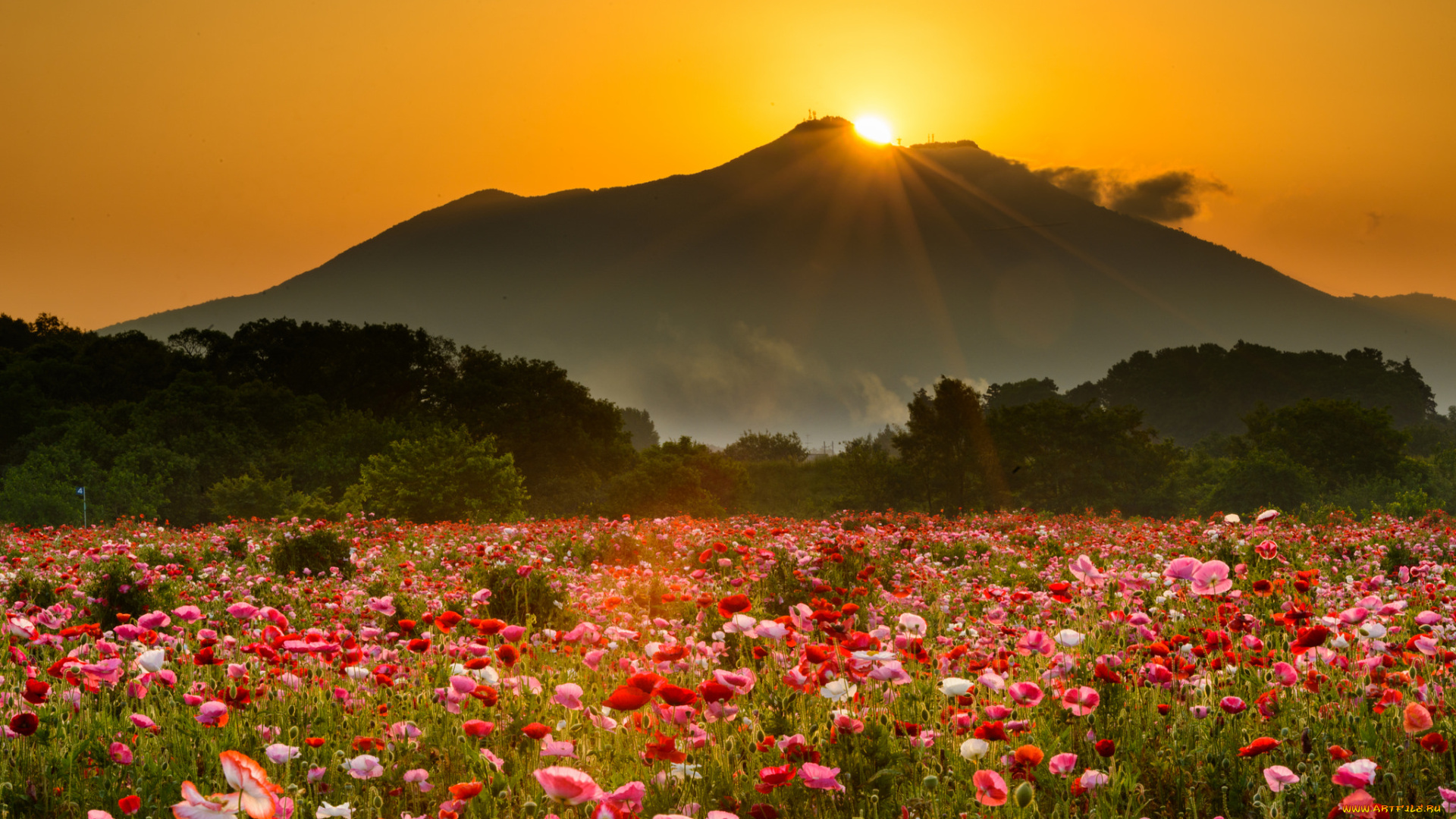 природа, луга, красота, облака, цветение, цветы, луг