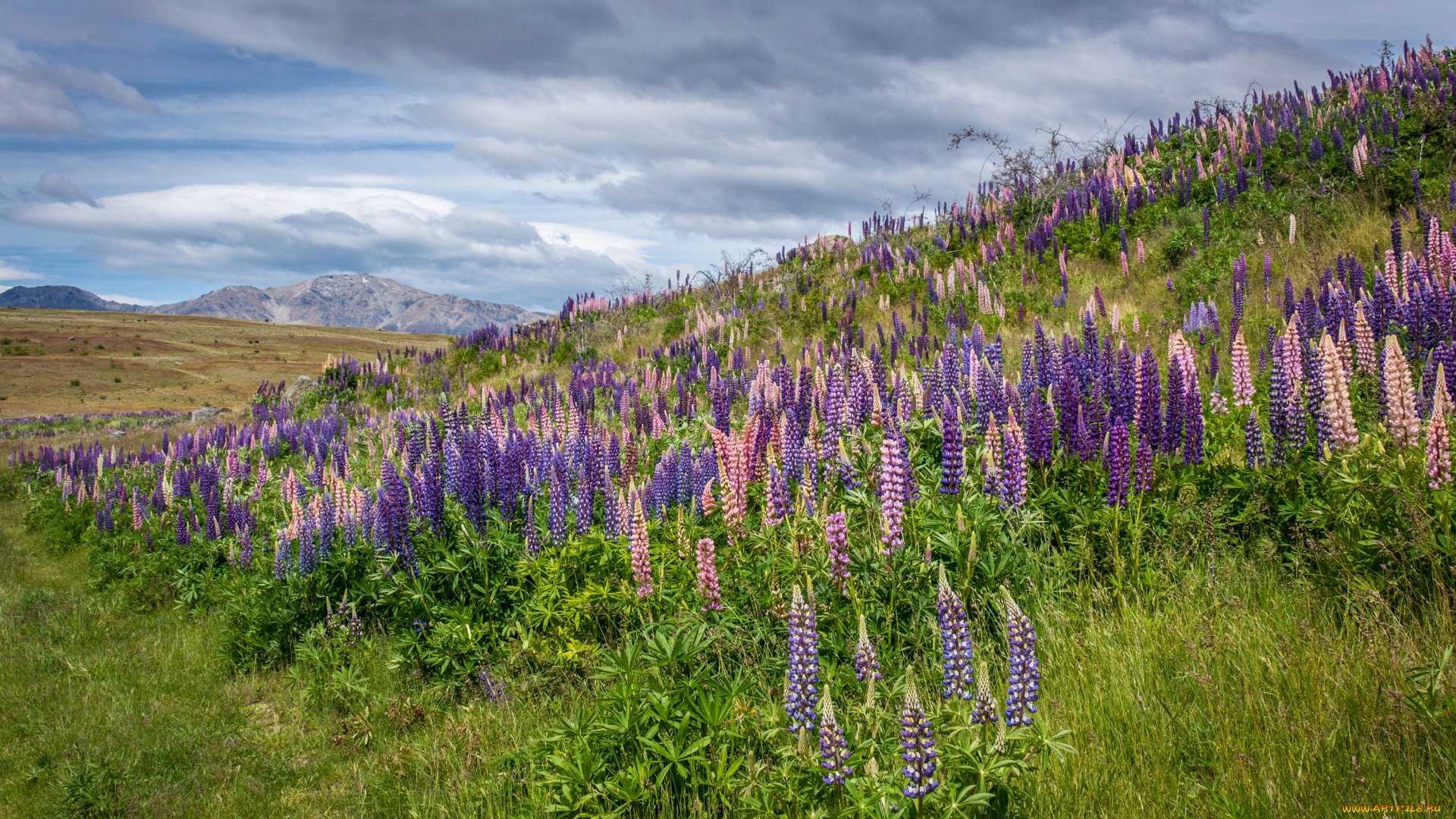природа, луга, трава, цветы, гора, холм