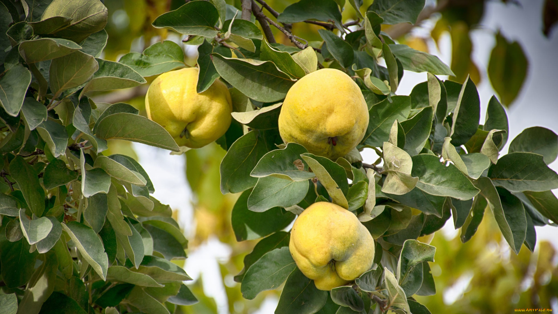 природа, плоды, айва