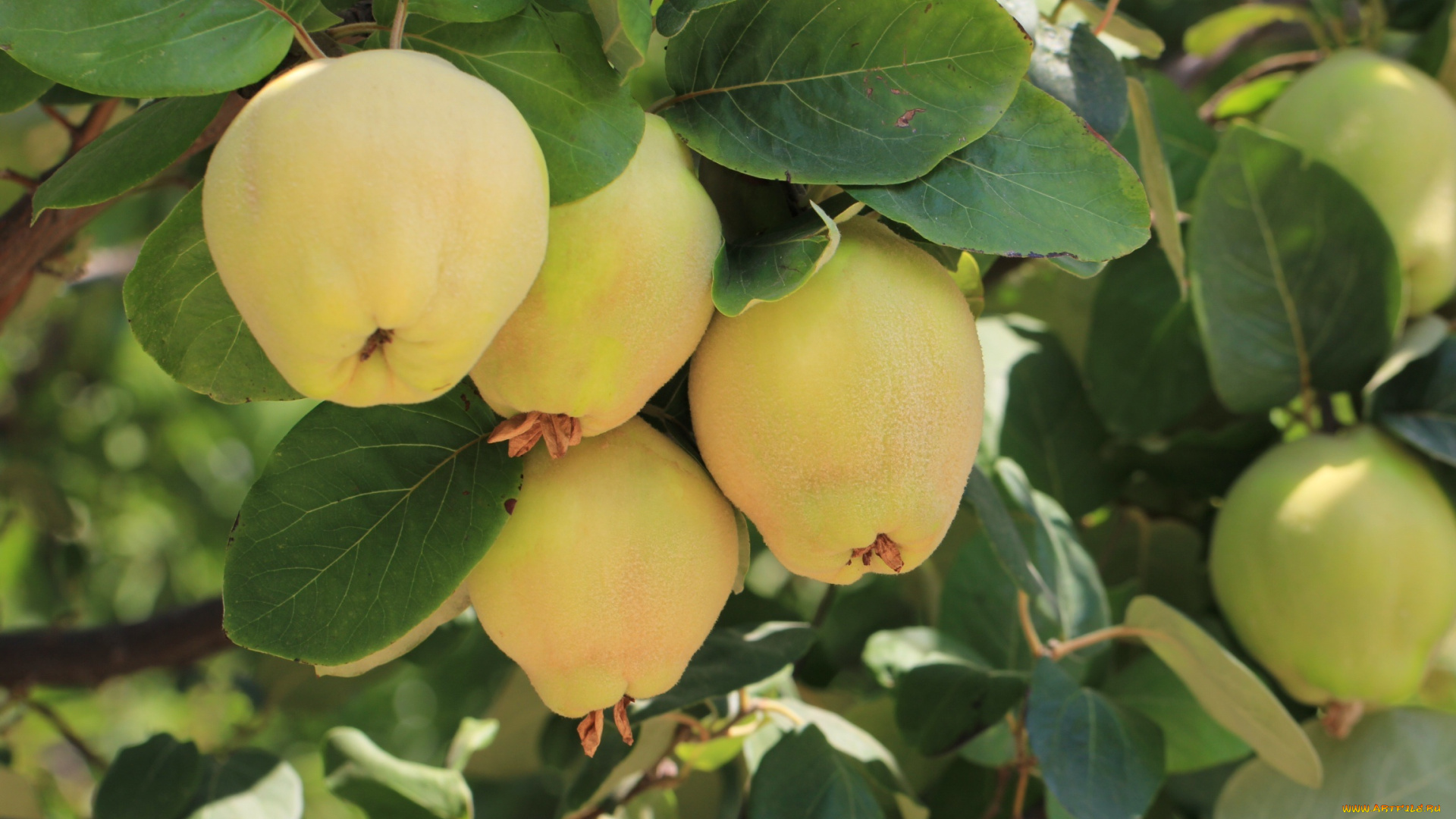 природа, плоды, айва