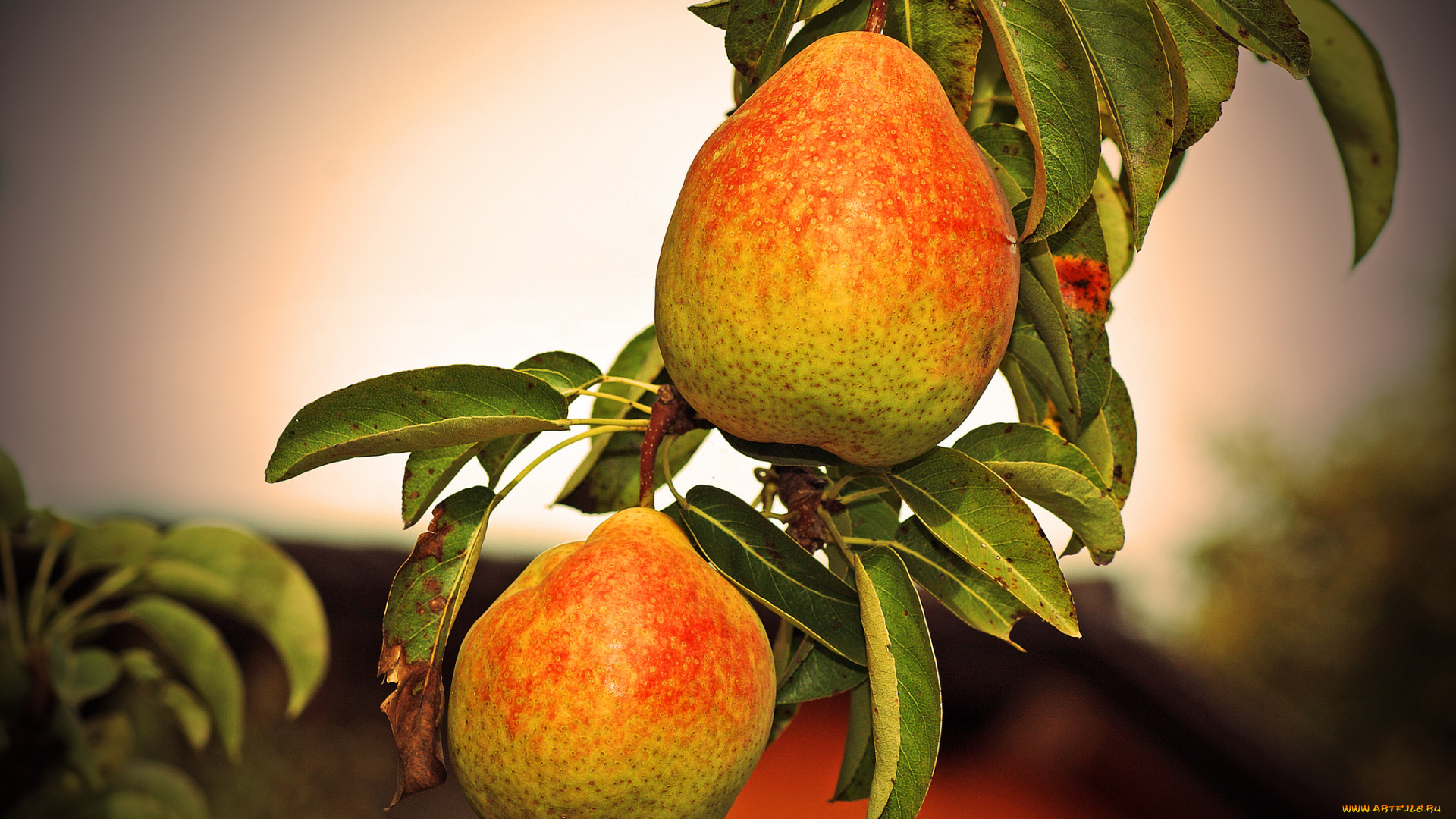 природа, плоды, груши