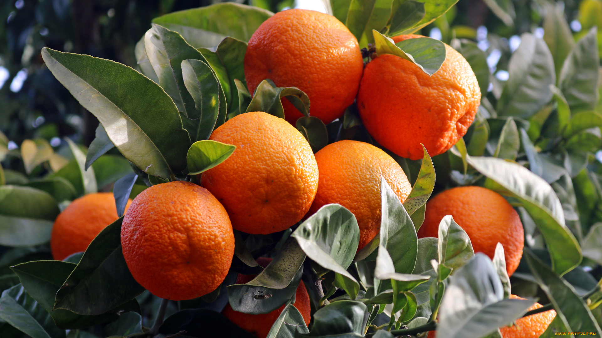 природа, плоды, мандарины