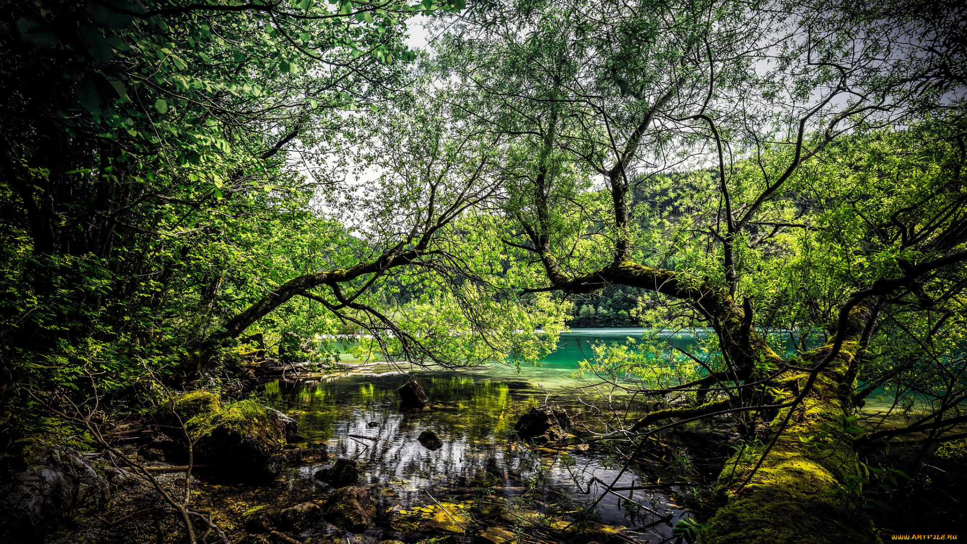 природа, реки, озера, лес, река