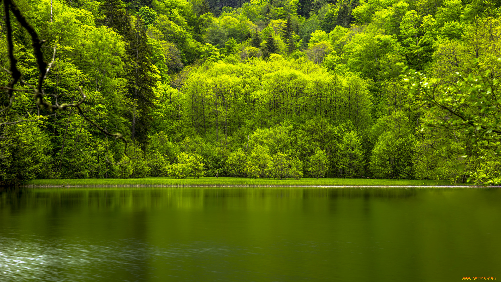 природа, реки, озера, река, деревья, лес, вода, отражение, листья