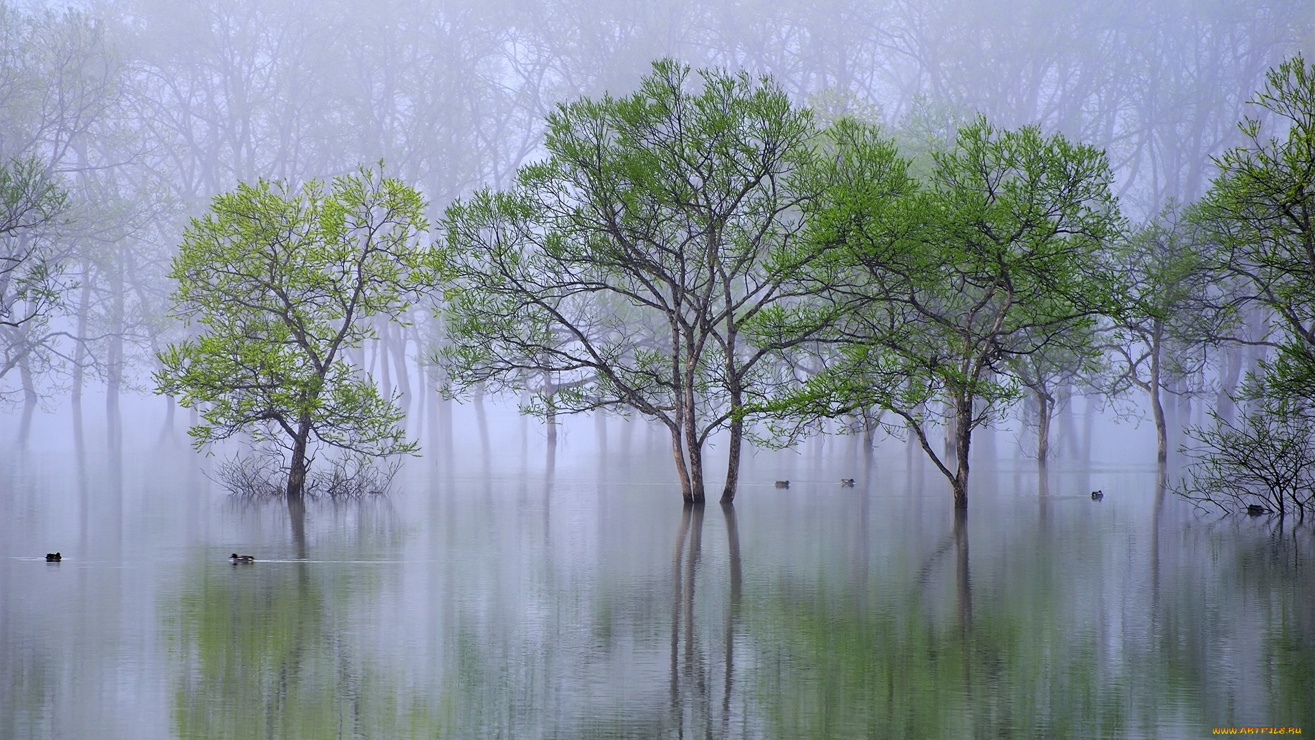 природа, реки, озера, утро, туман, деревья, вода, дымка, утки, река, весна
