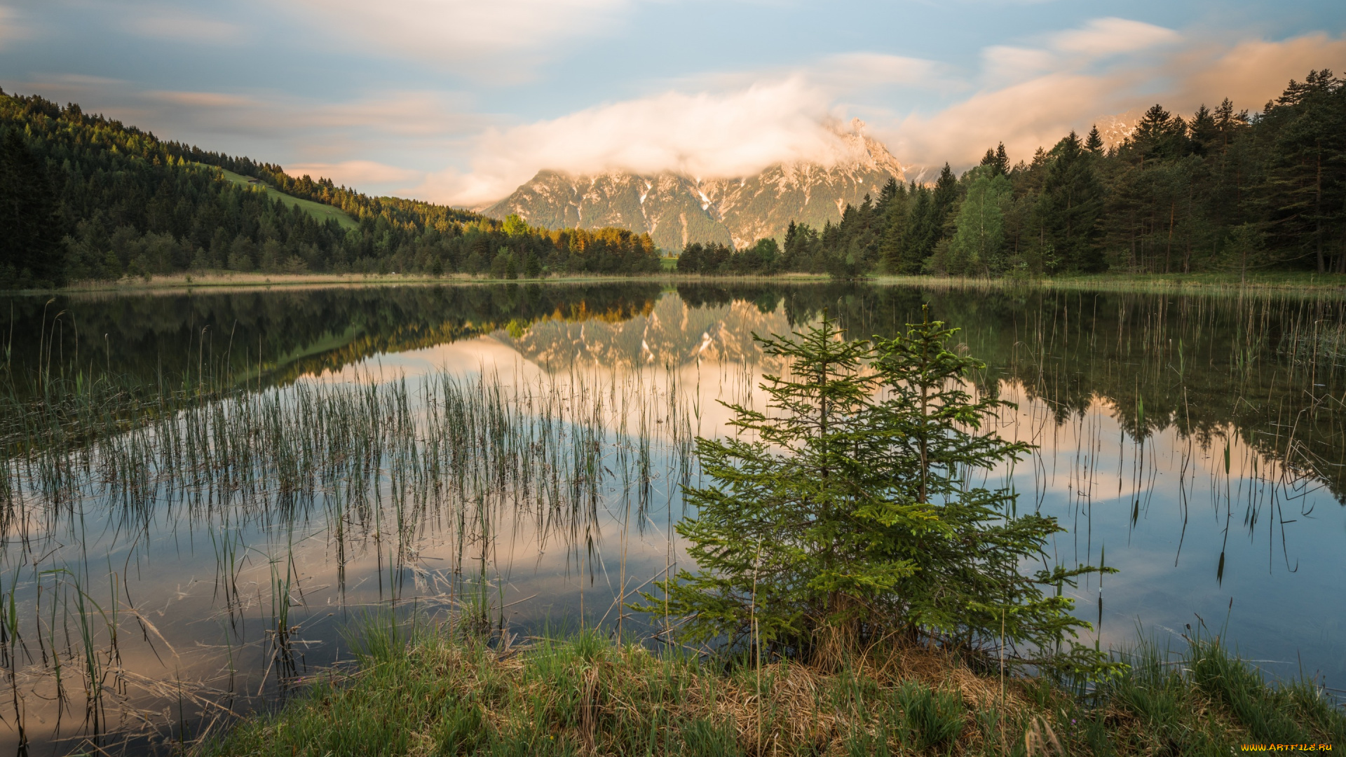 природа, реки, озера, ёлки, утро, красота, альпы, отражение, облака, горы, зеркальное, ёлочка, ель, водоем, озеро, небо, берег, ели, ёлочки, растительность, холмы, трава, пейзаж, лес