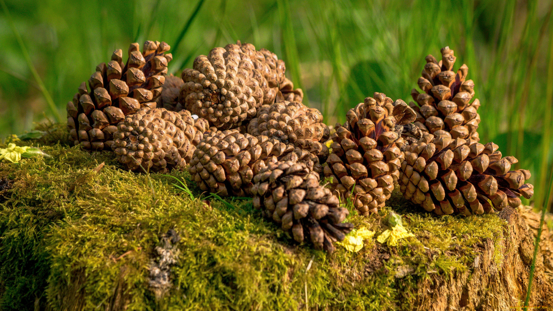 природа, шишки, , жёлуди, , каштаны, пенек