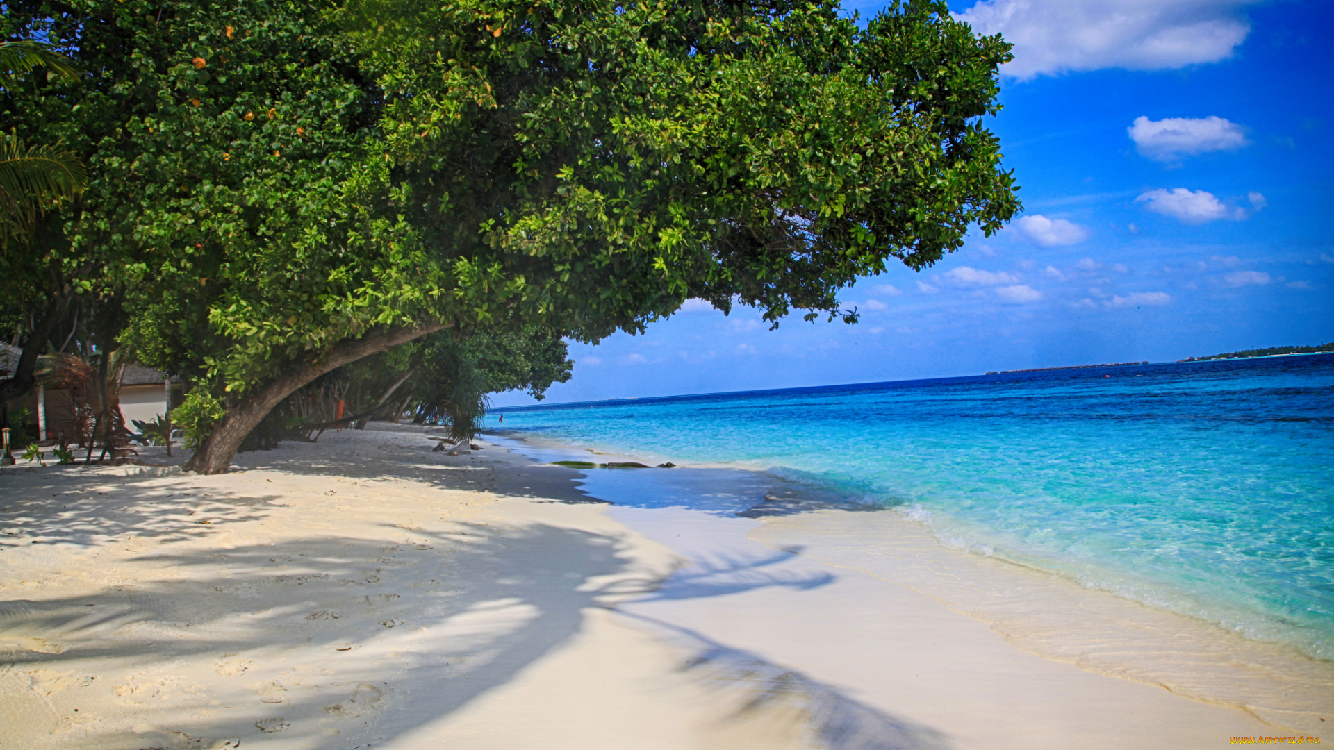 природа, тропики, море, пляж, пальмы, вода, красота