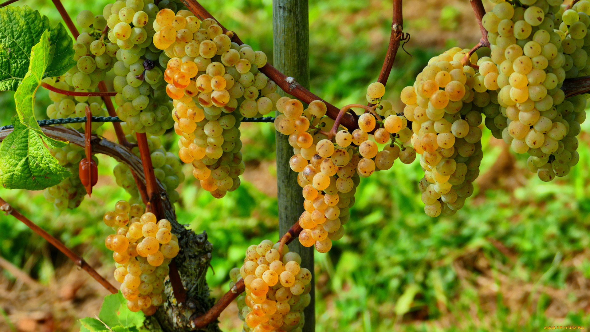 природа, Ягоды, , виноград, лоза