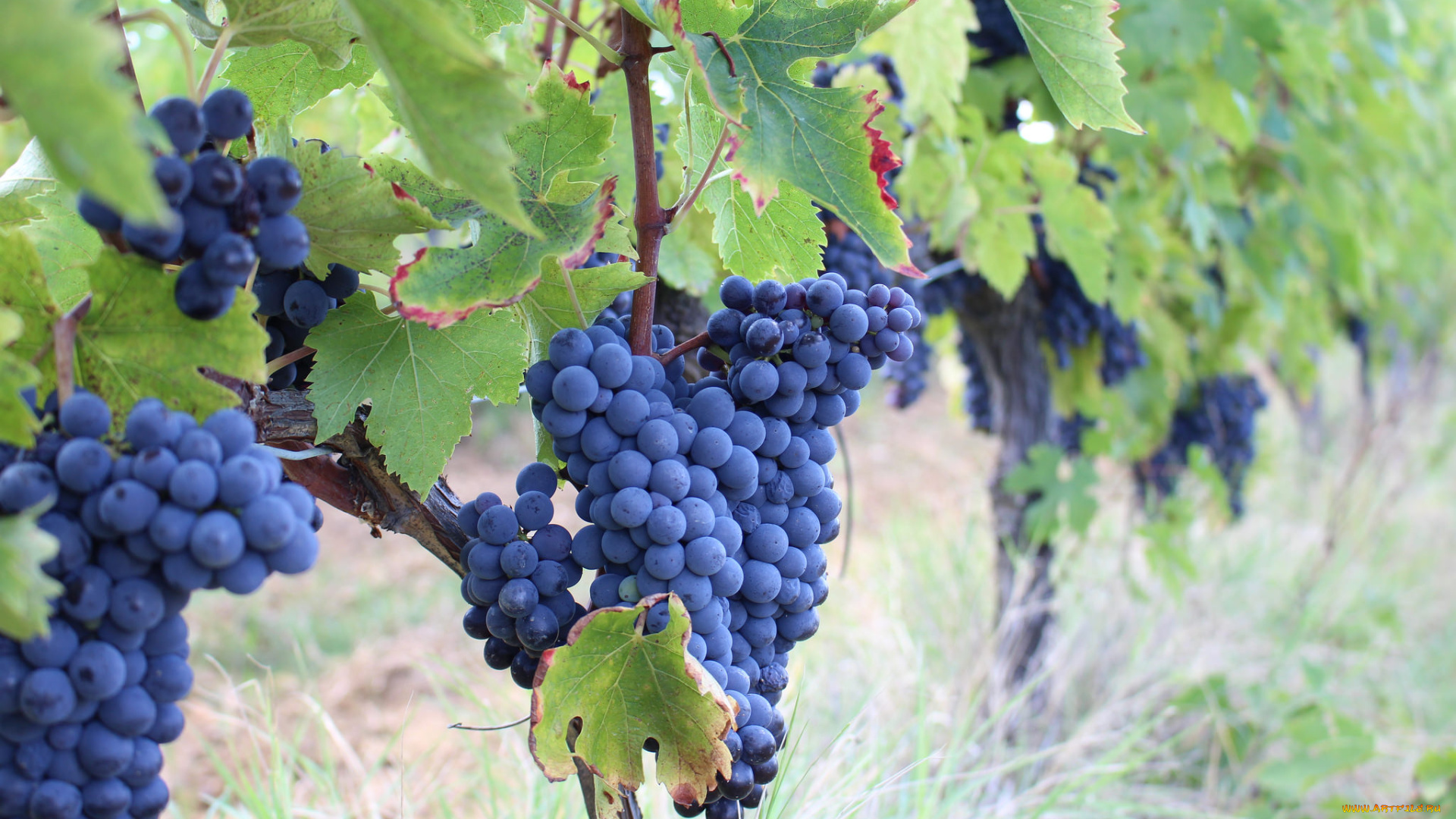 природа, Ягоды, , виноград, лоза