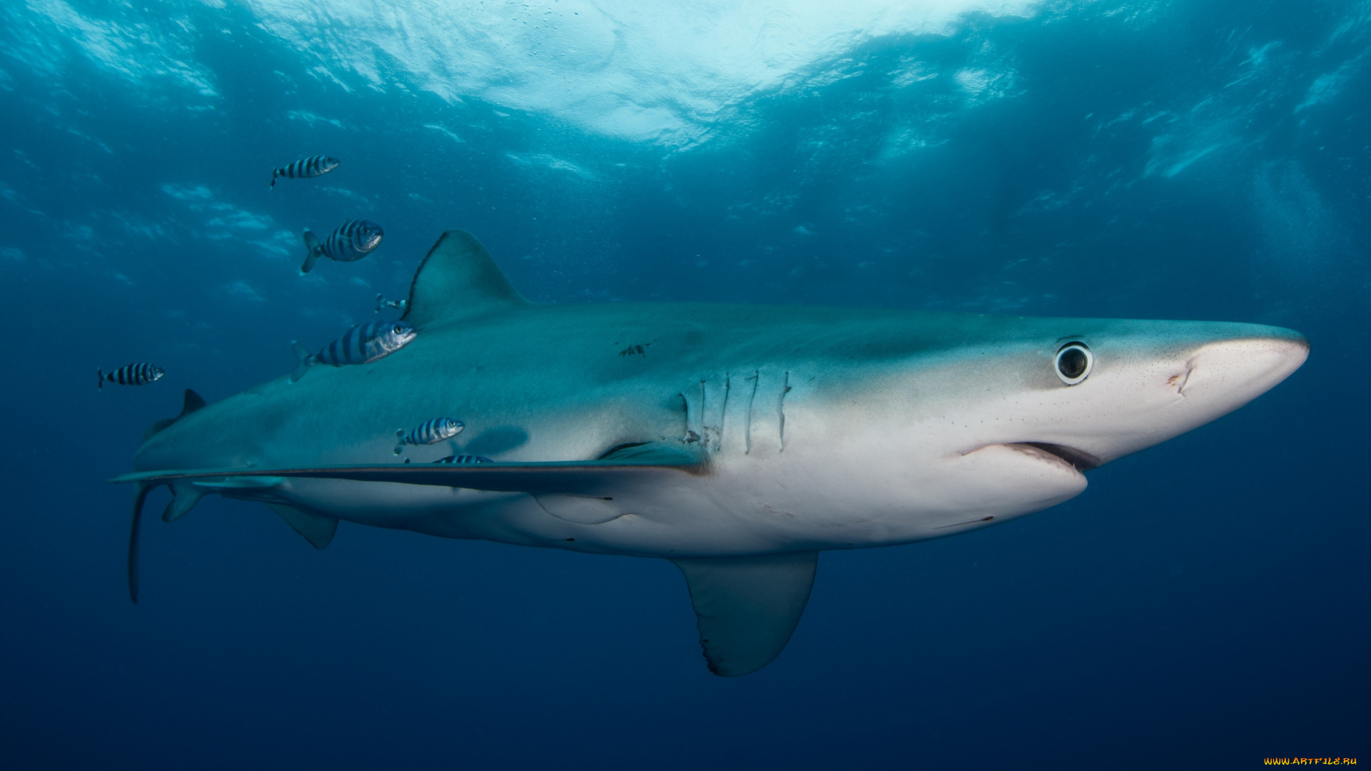 животные, акулы, маленькие, рыба, подводный, мир, толща, воды, рыбы, рыбки, голубая, акула, обитатели, морей, фауна, свет, подводная, съёмка, океан, вода, море, под, водой, полосатые