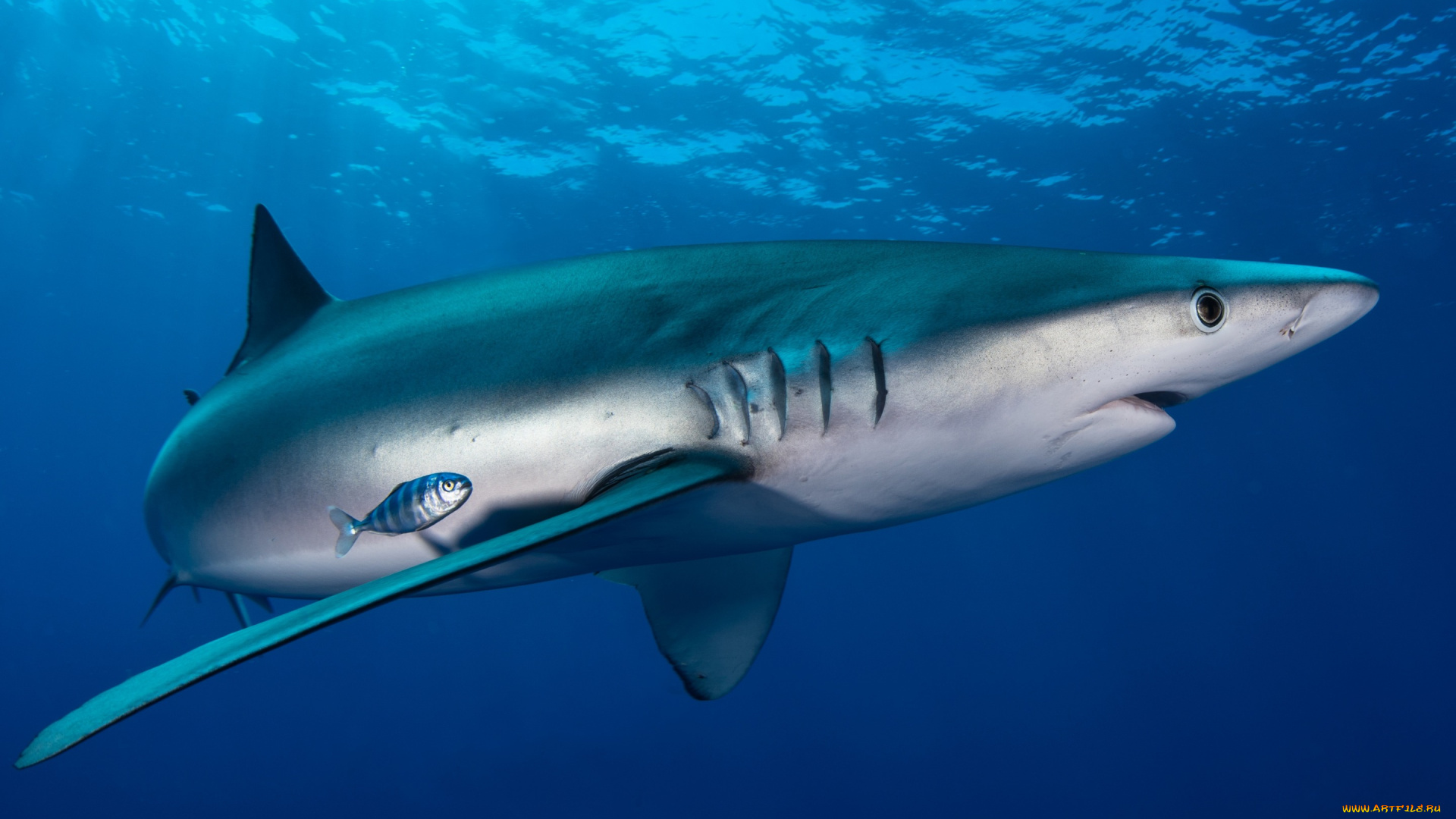 животные, акулы, рыба, подводный, мир, огромная, рыбища, толща, воды, рыбы, голубая, акула, обитатели, морей, фауна, свет, подводная, съёмка, разница, океан, вода, крупная, море, рыбка, под, водой, большая, глубина