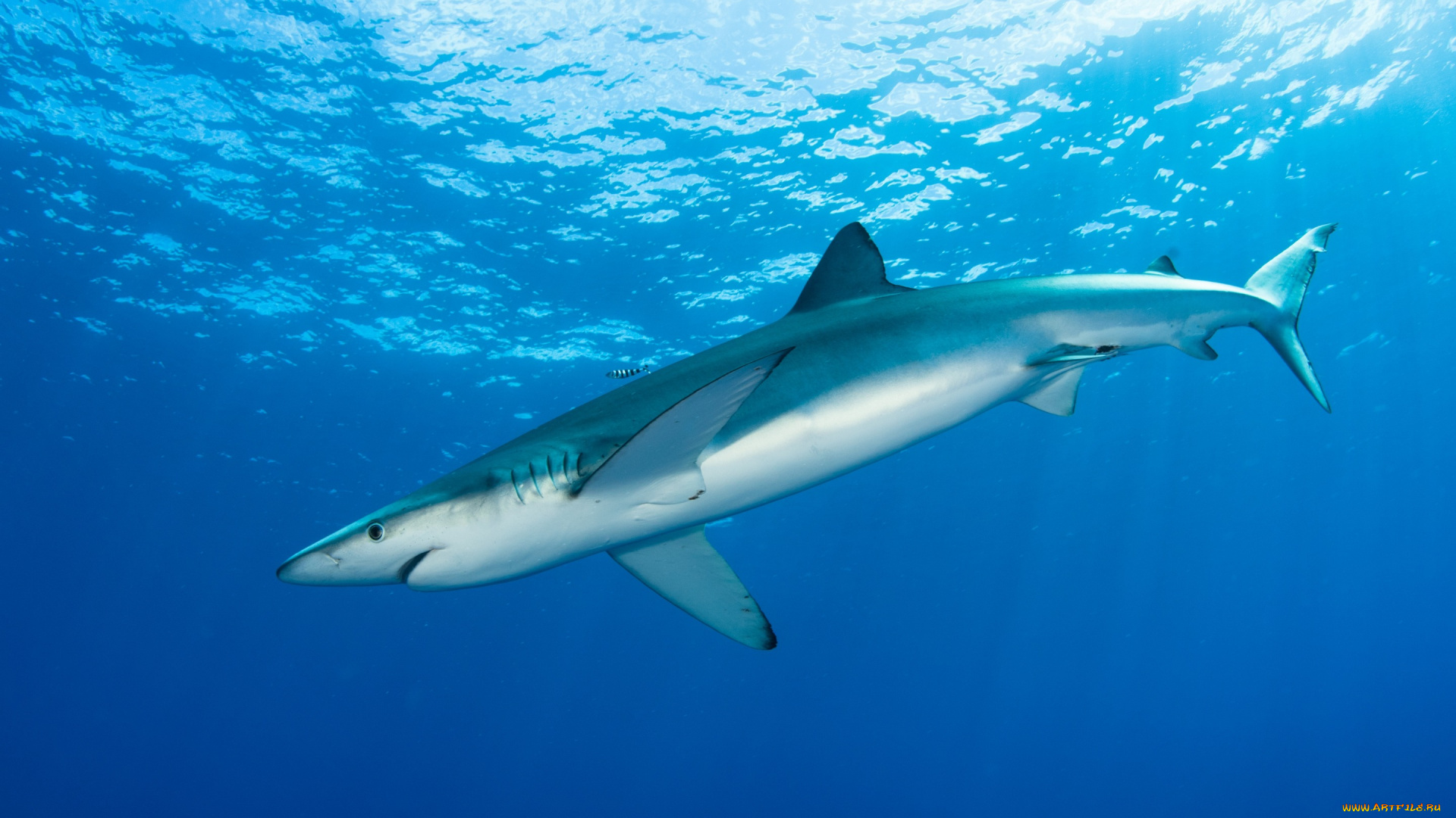 животные, акулы, рыба, подводный, мир, толща, воды, рыбы, голубая, акула, обитатели, морей, фауна, фон, свет, подводная, съёмка, океан, голубой, вода, море, под, водой