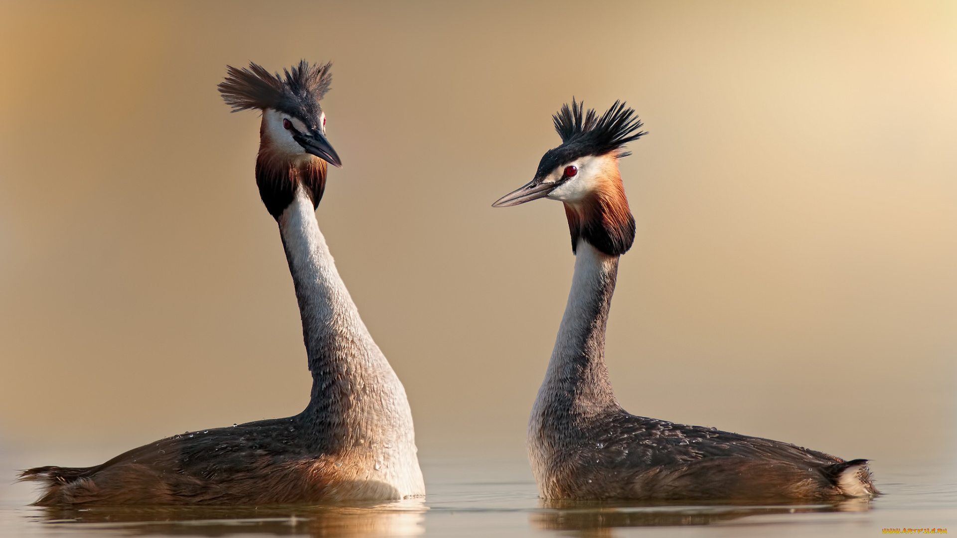 животные, Чомги, , поганки, чубчик, окрас, перья, чомга