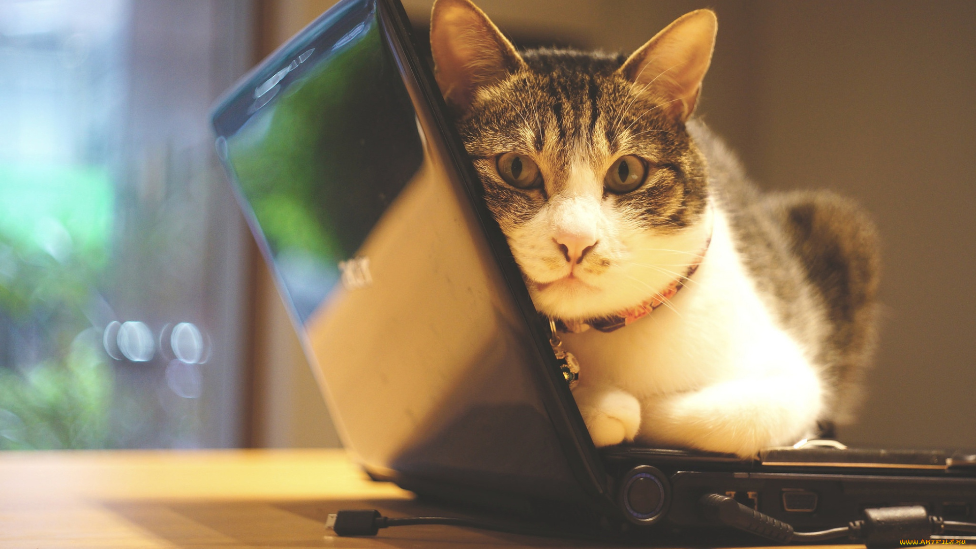животные, коты, кошка, лежит, серый, с, белым, информационные, технологии, морда, окно, стена, закачка, полосатый, электроника, техника, помещение, котэ, ошейник, ноутбук, офис, фотосессия, кот, гаджет
