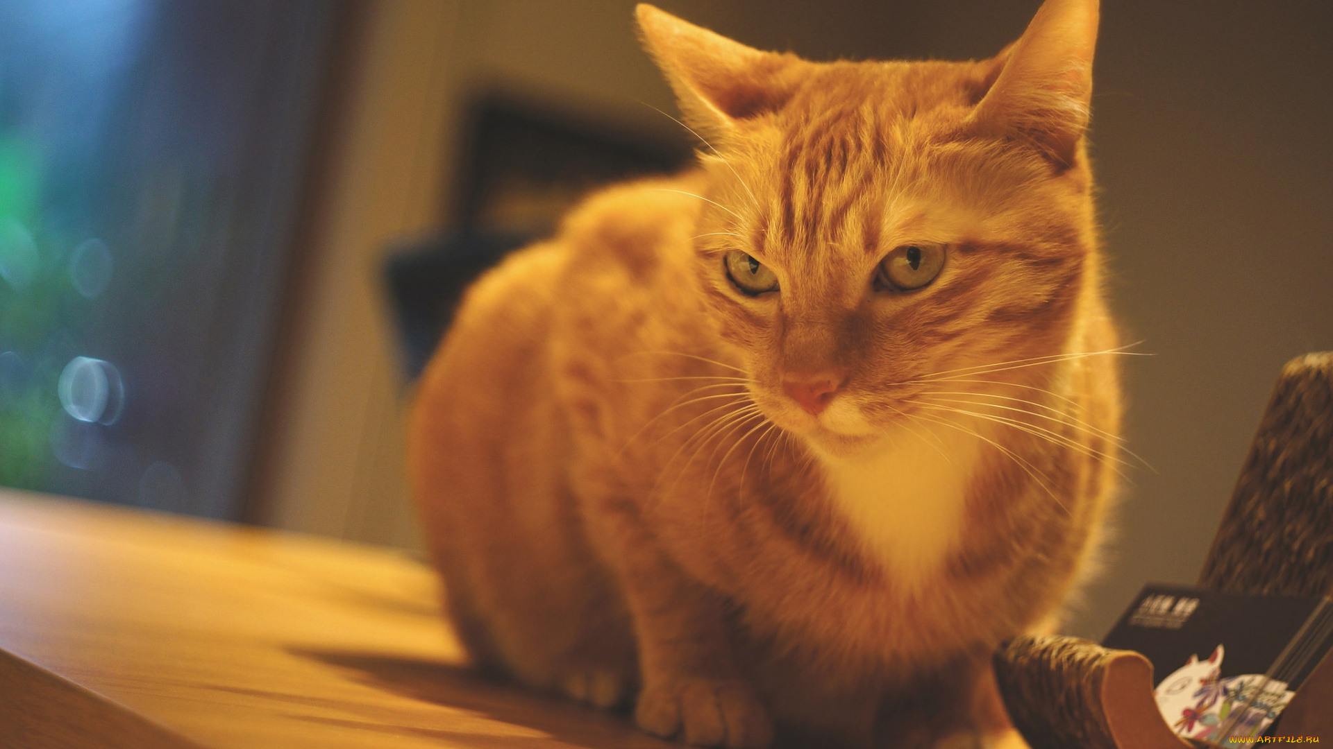 животные, коты, кошка, стол, рыжий, кот