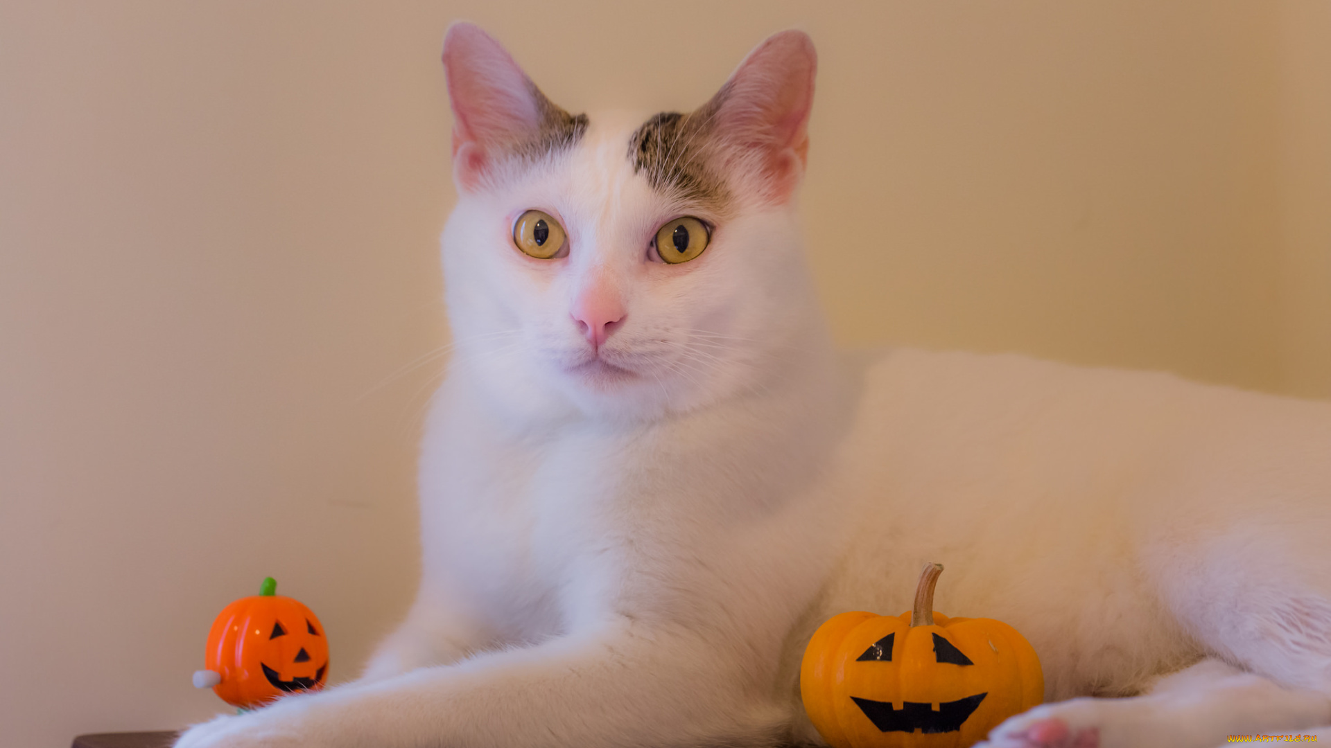 животные, коты, кот, окрас, взгляд, отдых