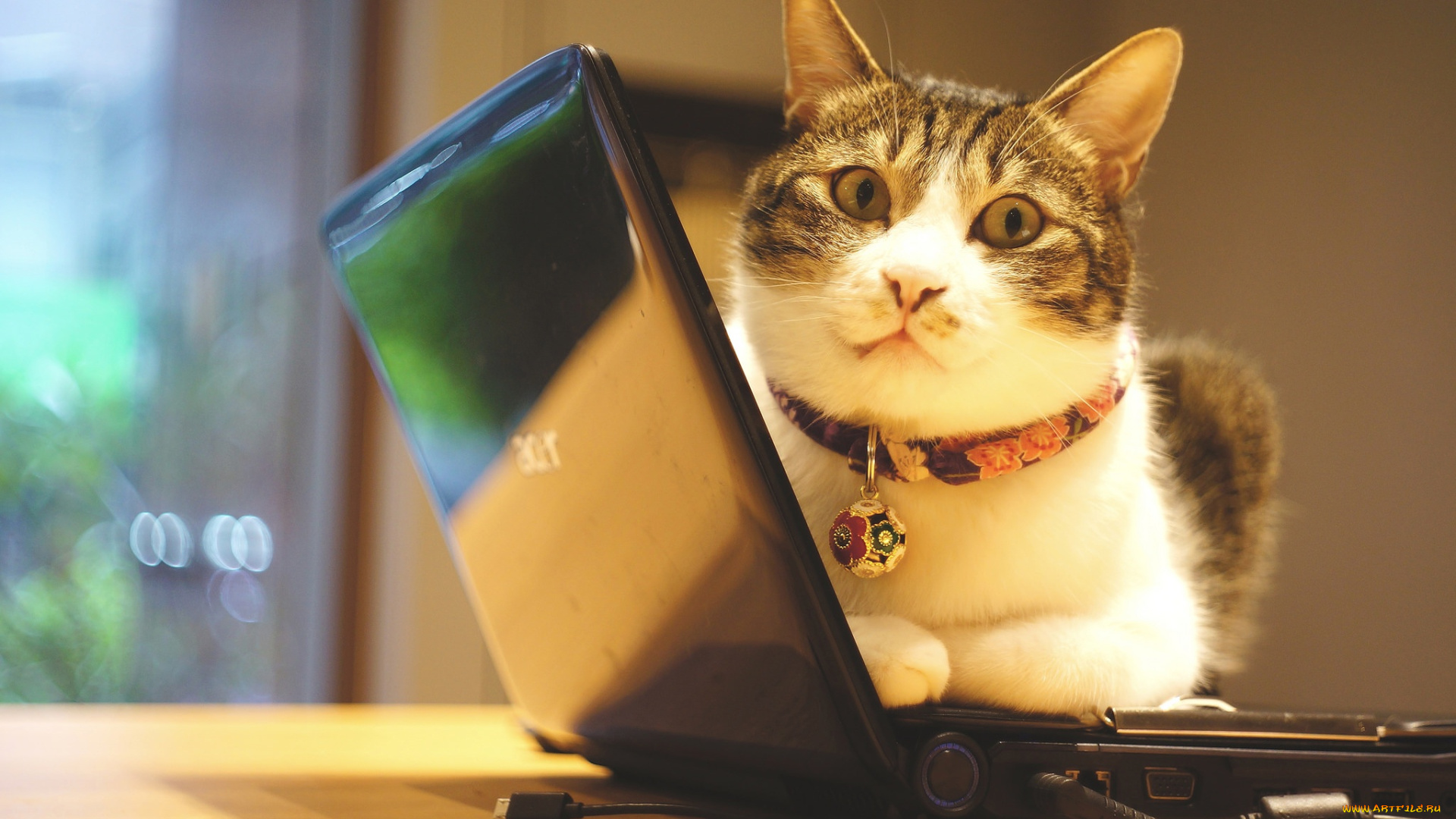 животные, коты, котэ, информационные, технологии, морда, помещение, окно, полосатый, ошейник, офис, фотосессия, закачка, электроника, гаджет, кот, техника, стена, ноутбук, кошка, лежит, серый, с, белым