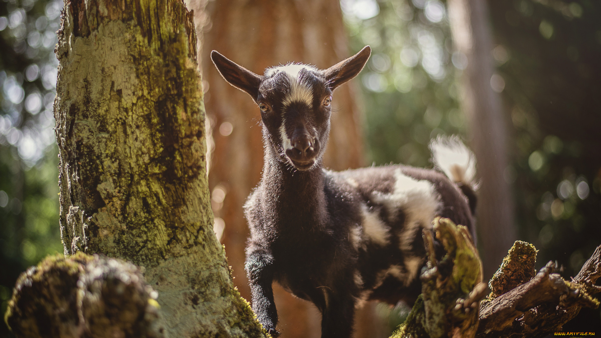 животные, козы, шерсть, окрас, коза