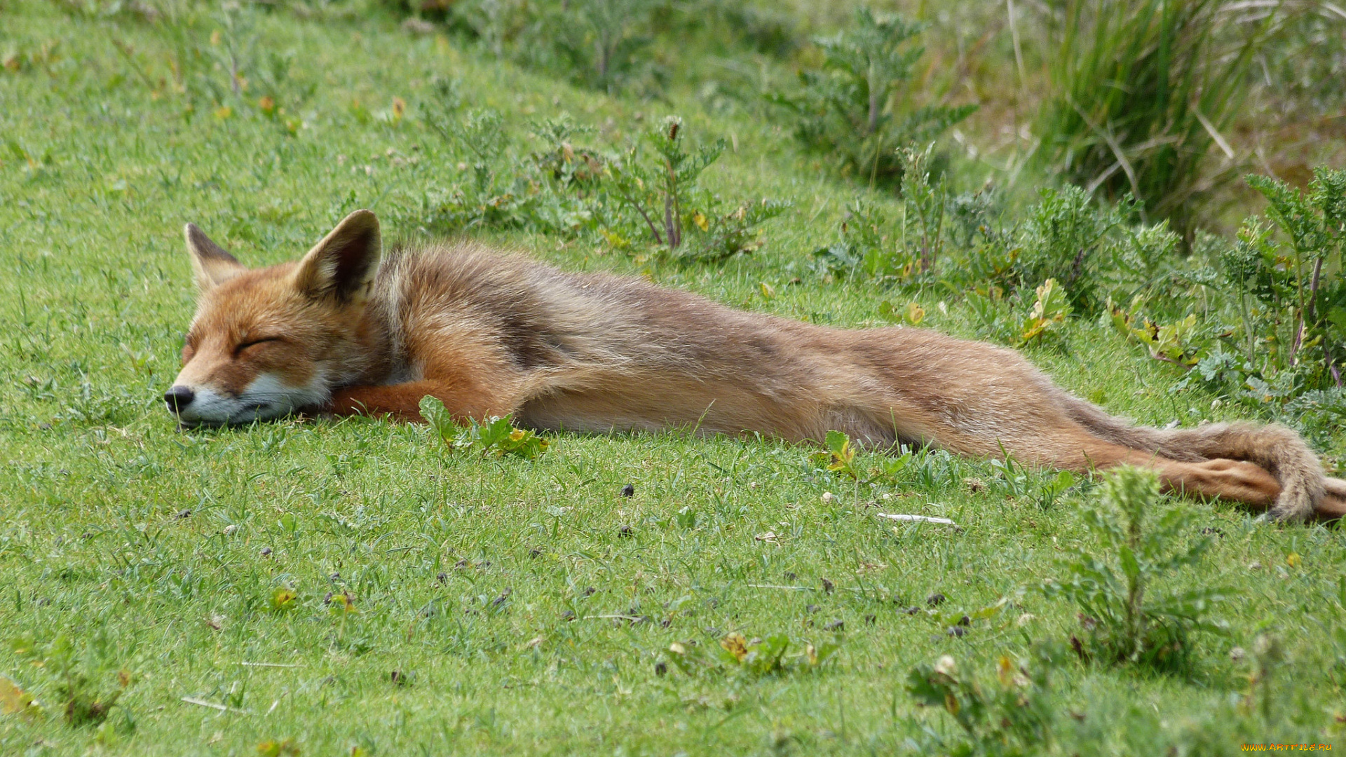 животные, лисы, опасна, шерсть, окрас, лиса