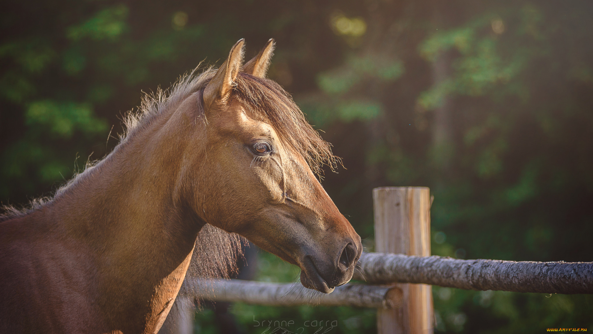 животные, лошади, грива, окрас, лошадь