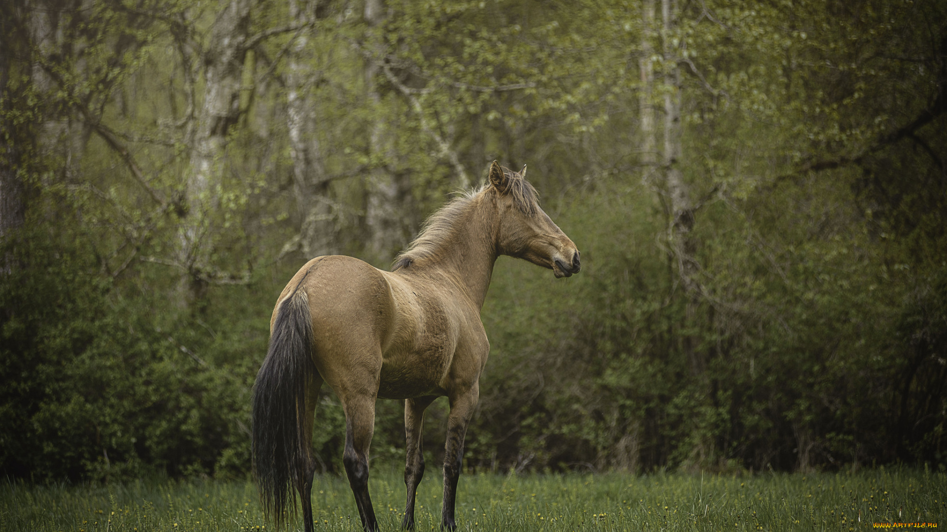 животные, лошади, грива, окрас, лошадь