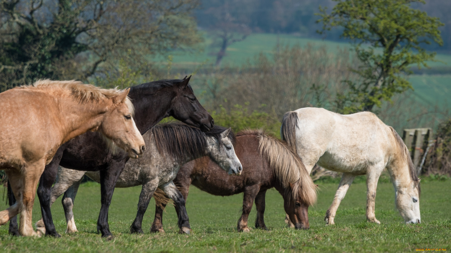 животные, лошади, пастбище, пасутся, прогулка, пони, поляна, компания, трава, лошадь, весна, природа, разные, деревья, настроение, конь, парк, поле, зелень, кони, луг