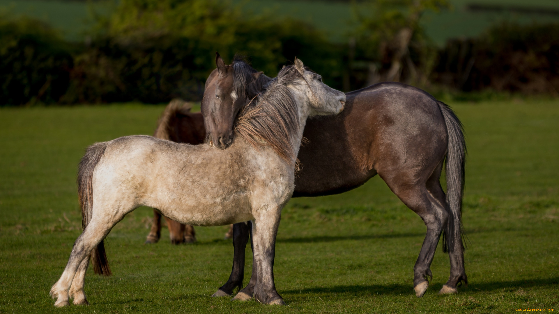животные, лошади, природа, газон, ограждение, простор, двое, конь, два, гнедой, пастбище, кусты, любовь, изгородь, пара, дружба, забор, луг, отношения, пегий, кони, настроение, поле, зелень, лето, трава, лошадь