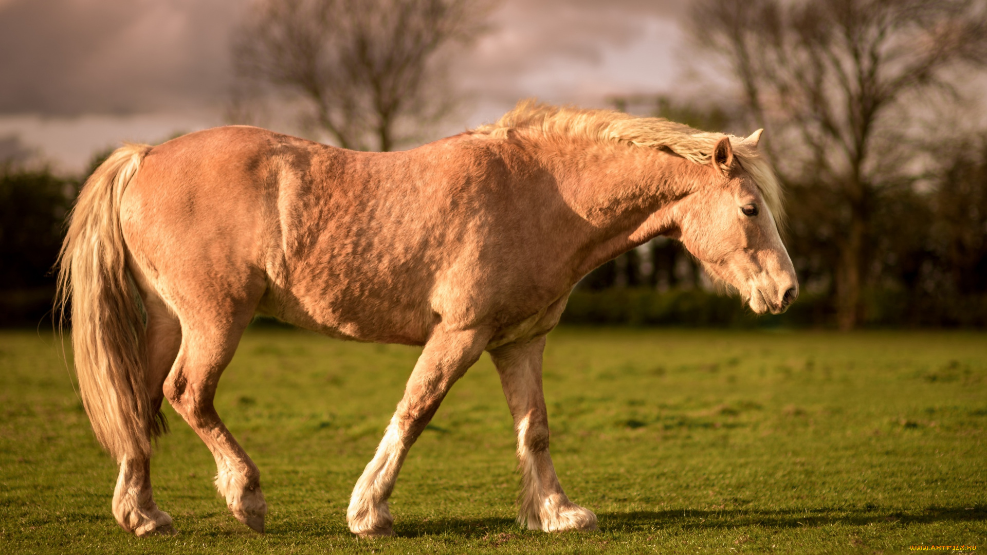 животные, лошади, природа, свет, кони, тучи, белогривый, конь, поляна, освещение, лето, небо, поле, трава, лужайка, облака, лошадь, газон, солнечно, гнедой, деревья, персиковый, луг