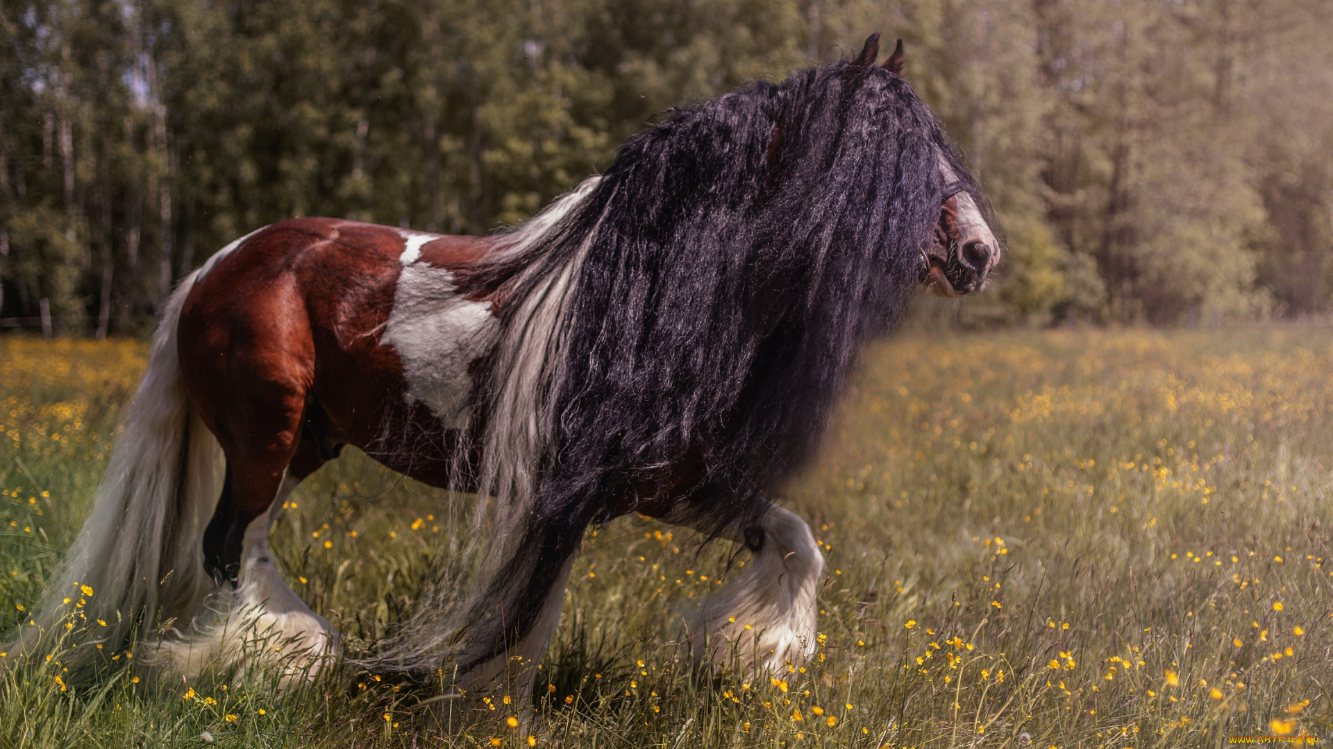 животные, лошади, шикарная, грива, конь, роскошная, природа, лошадь, прогулка, луг, лето, деревья, заросший, волосы, красавец, цветы, пегий, хвост, длинные