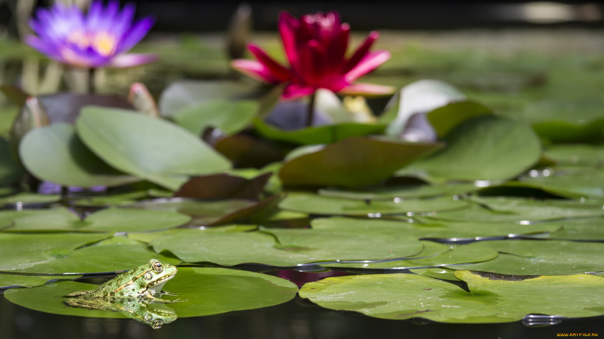 животные, лягушки, фон, палочка, окрас, лягушка