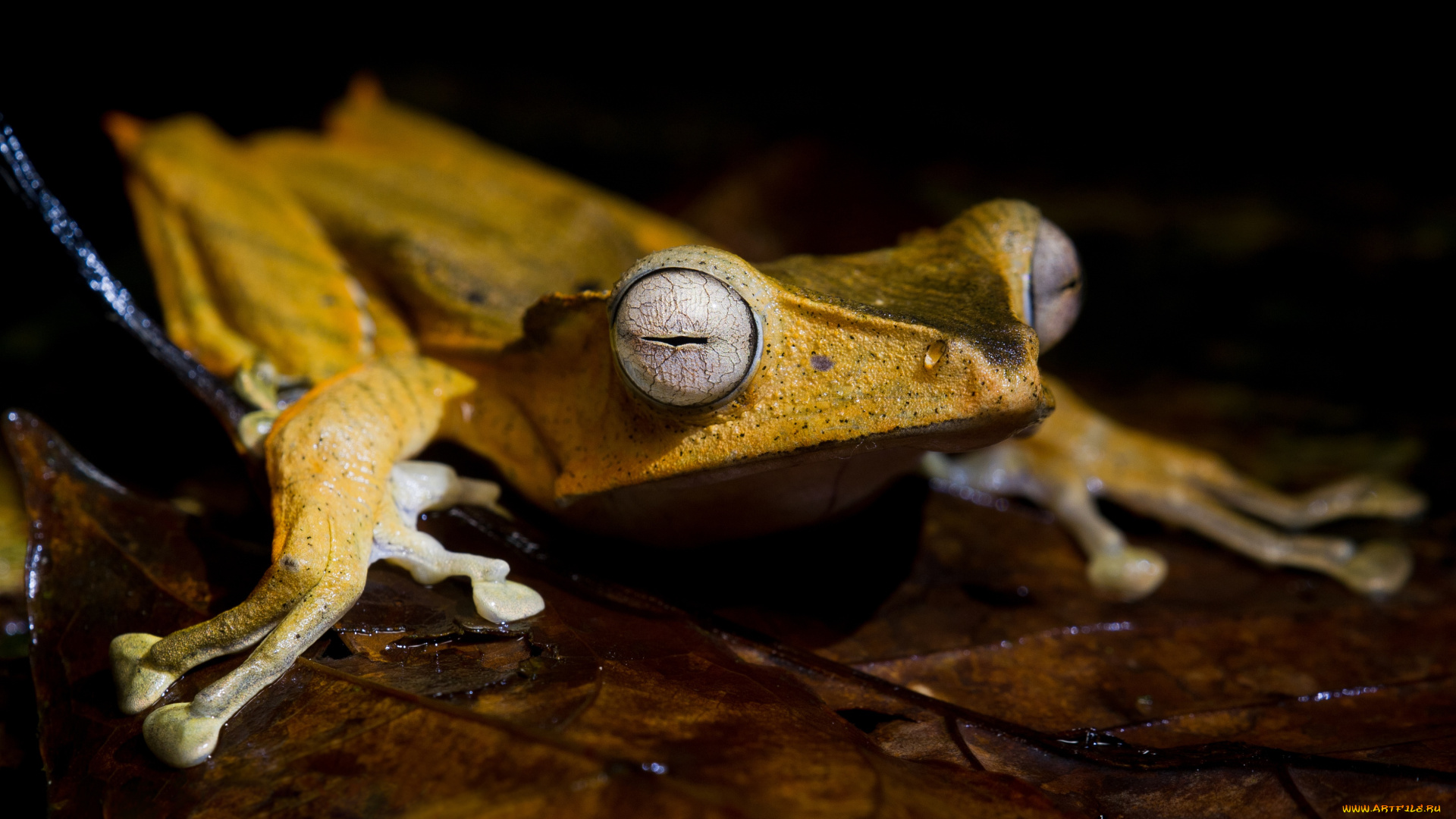 животные, лягушки, мордашка, амфибии, зрачки, листок, лягушка, влажность, лапки, черный, фон, сидит, глаза, желтая, макро, лист, земноводные