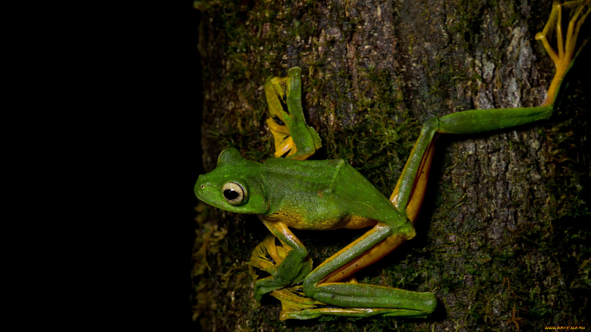 животные, лягушки, поза, лапки, дерево, лягушка, амфибии, земноводные, макро, черный, фон, кора, зеленая, глаза