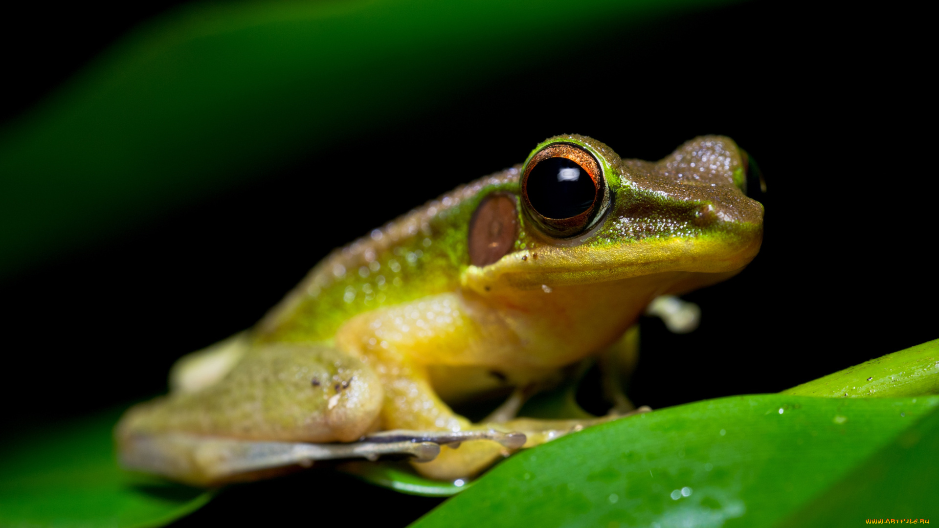 животные, лягушки, зеленый, зеленая, с, желтым, амфибии, зрачки, земноводные, листок, лягушка, мордашка, черный, фон, сидит, глаза, макро, лист