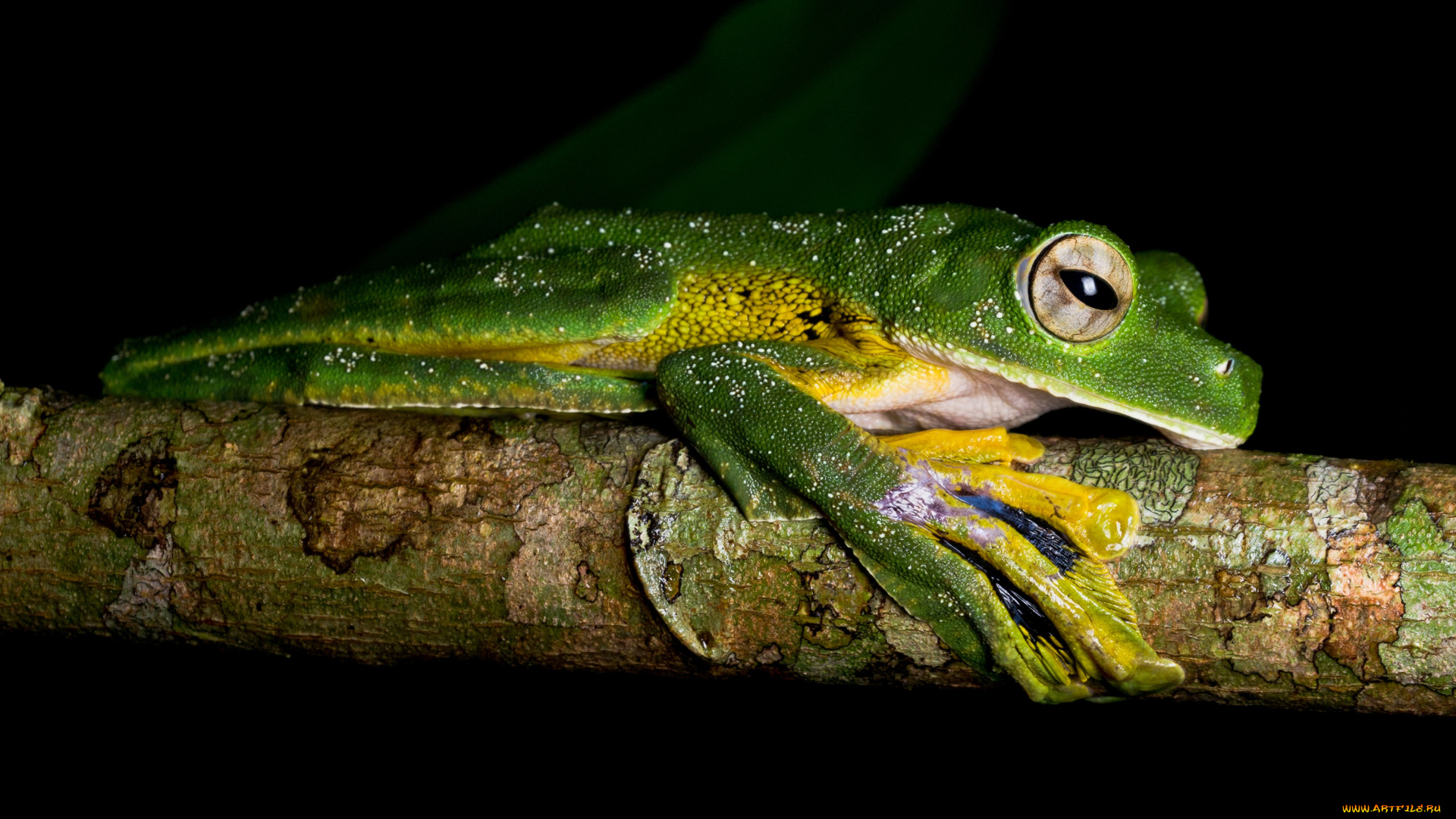 животные, лягушки, земноводные, веточка, сучок, черный, фон, макро, стебель, сидит, зеленая, боком, профиль, желтые, лапки, лягушка, амфибии